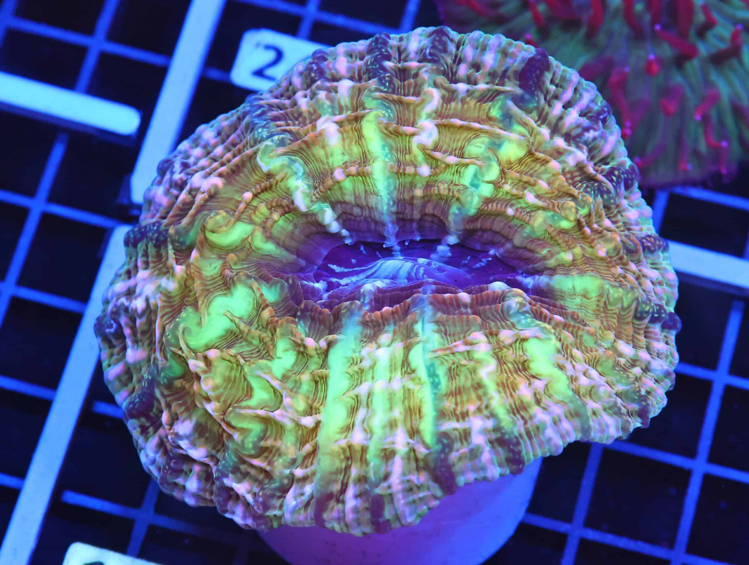 B19 -INDO GOLDEN JOKER CYNARINA