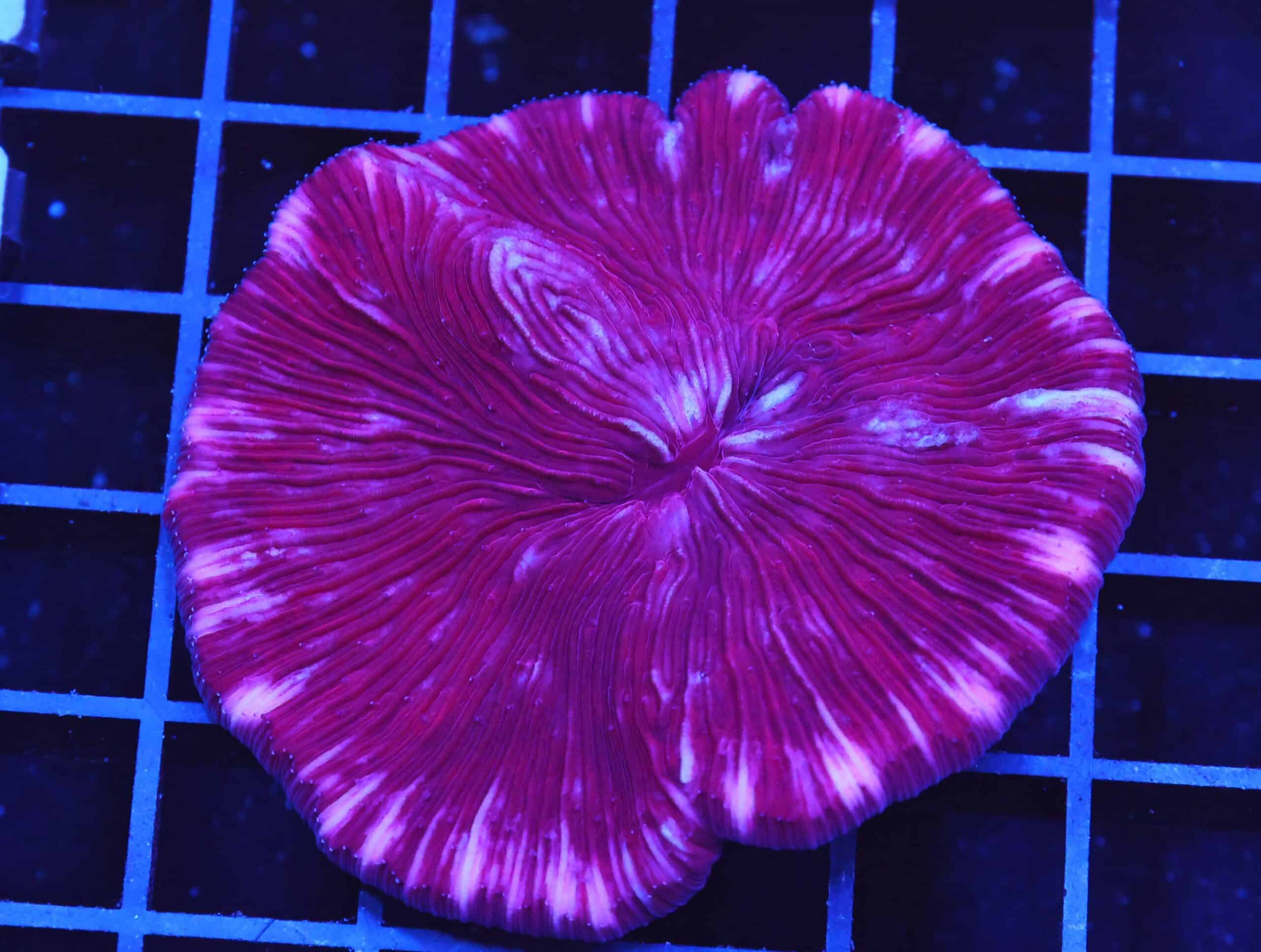 B20 -INDO PURPLE DREAM FUNGIA