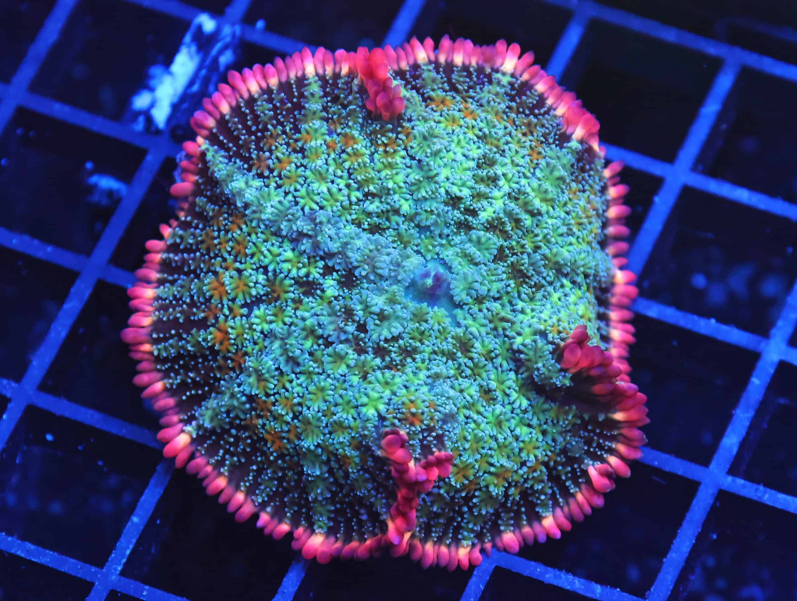 B21 -FRANKENSTEIN CARPET RHODACTIS MUSHROOM