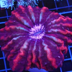 B25 -INDO HYPERSPACE CYNARINA