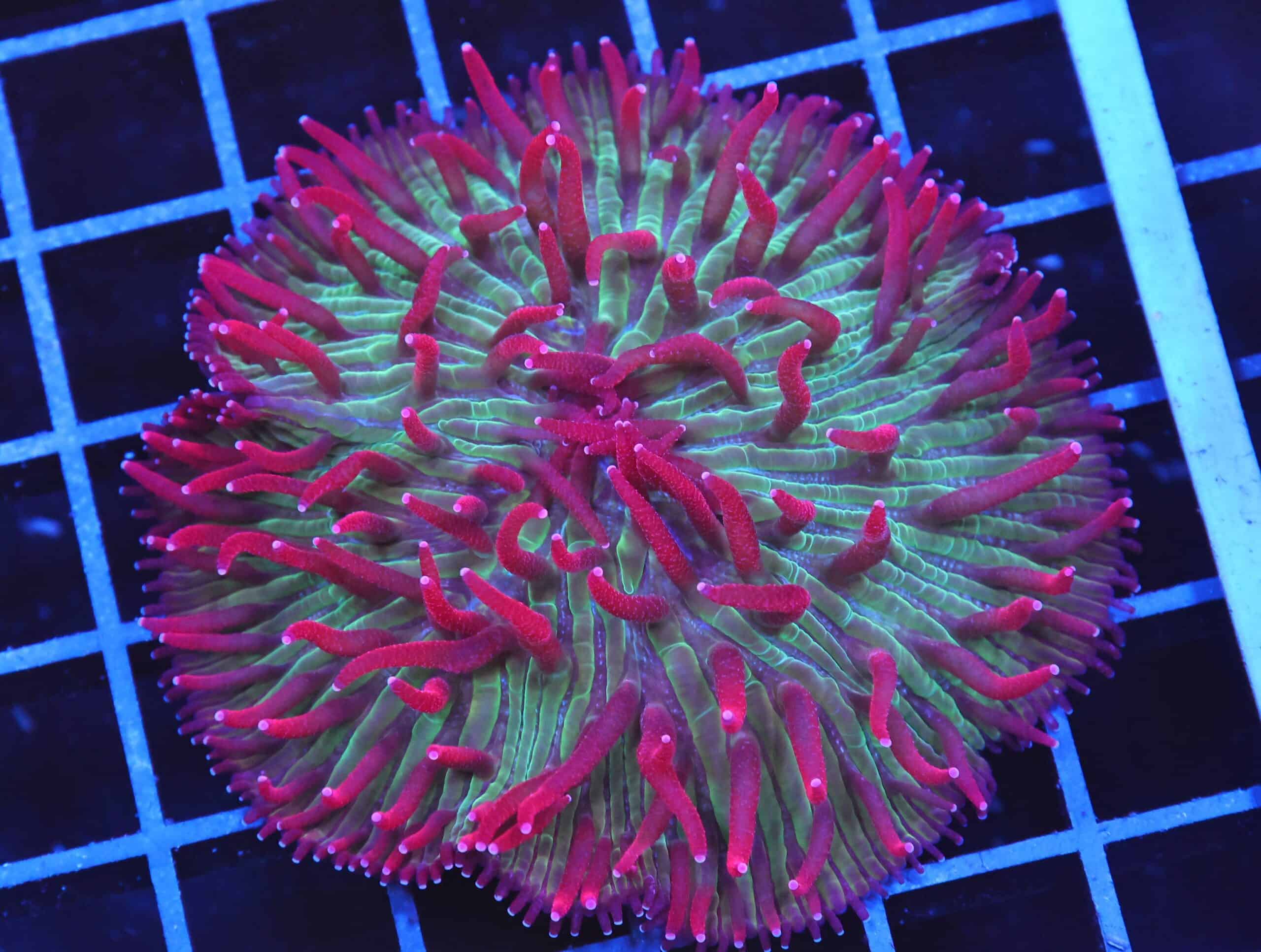 B24 -INDO WATERMELON JOLLY RANCHER DIASERIS