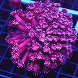 B28 -INDO CHERRY BLOSSOM GONIOPORA