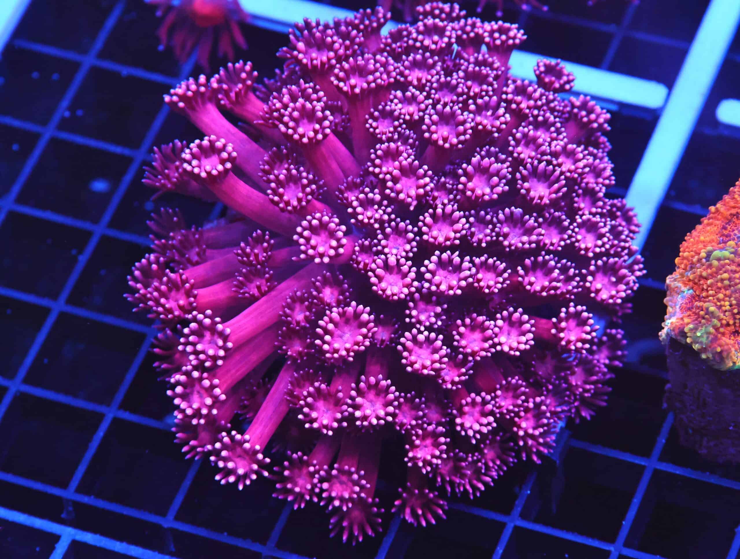 B28 -INDO CHERRY BLOSSOM GONIOPORA