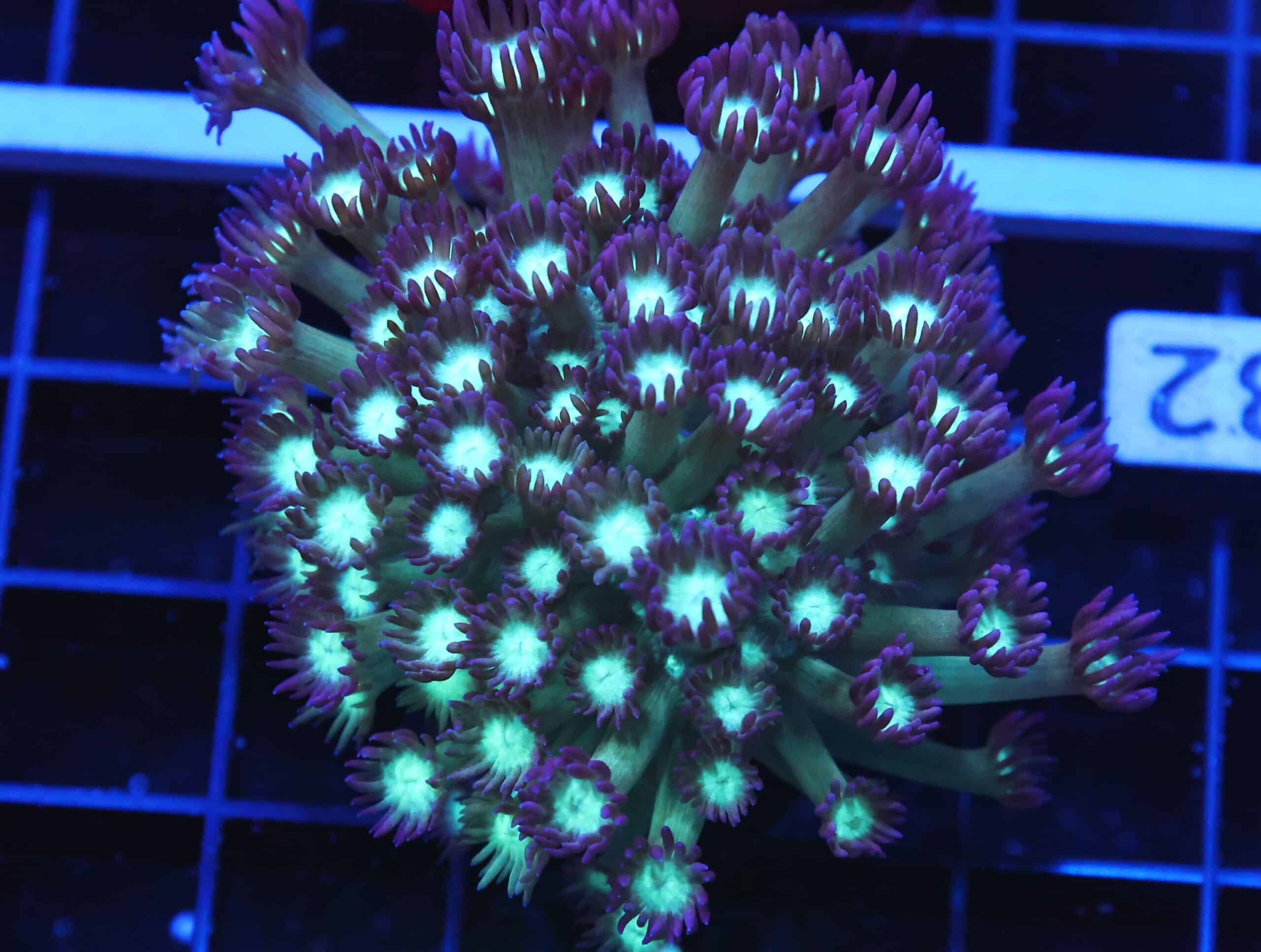 B32 -INDO GRAPE SPARKLES GONIOPORA