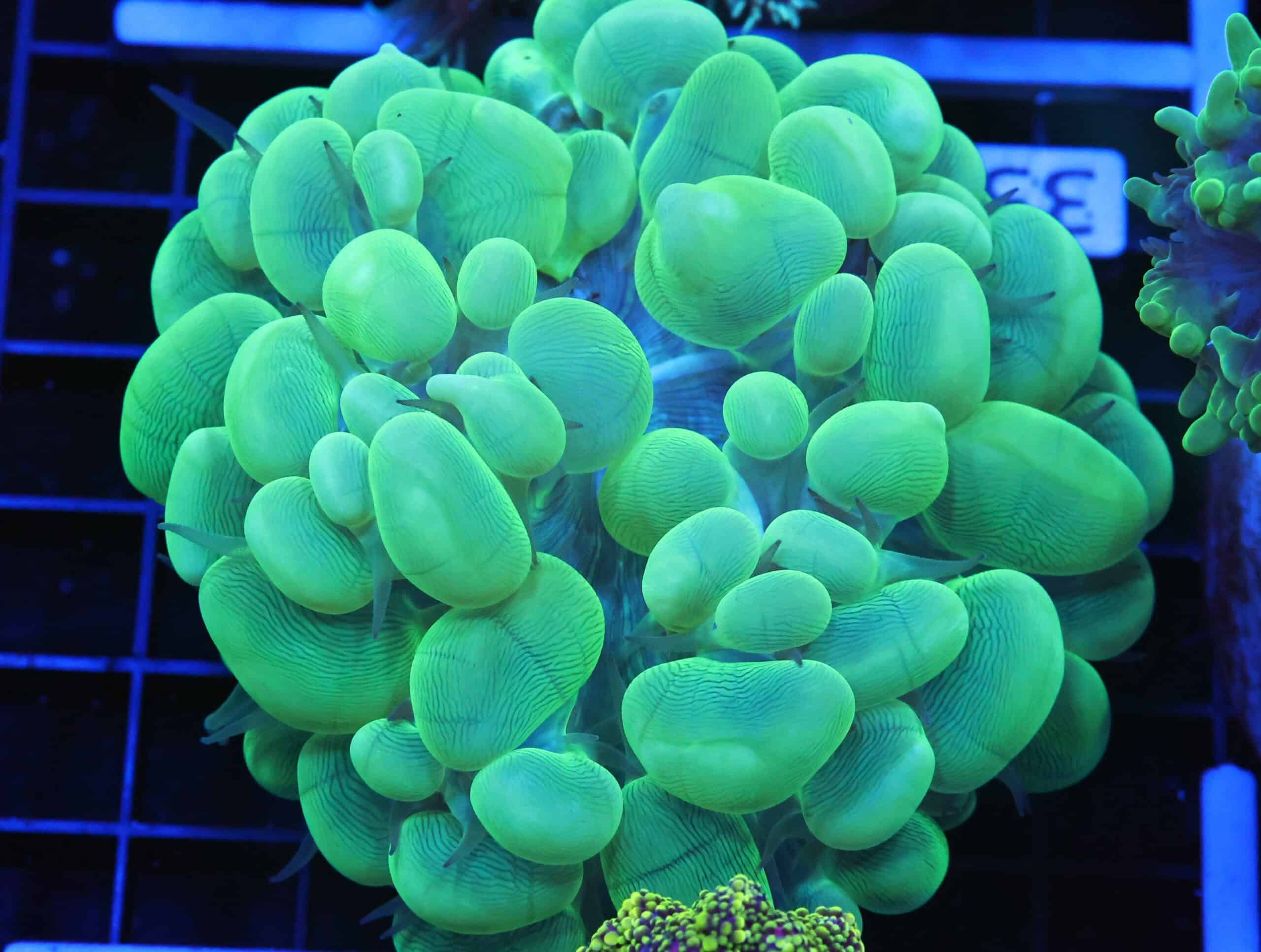 B35 -INDO RADIOACTIVE BUBBLE CORAL
