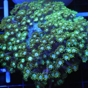 B36 -INDO TOXIC GREEN GONIOPORA