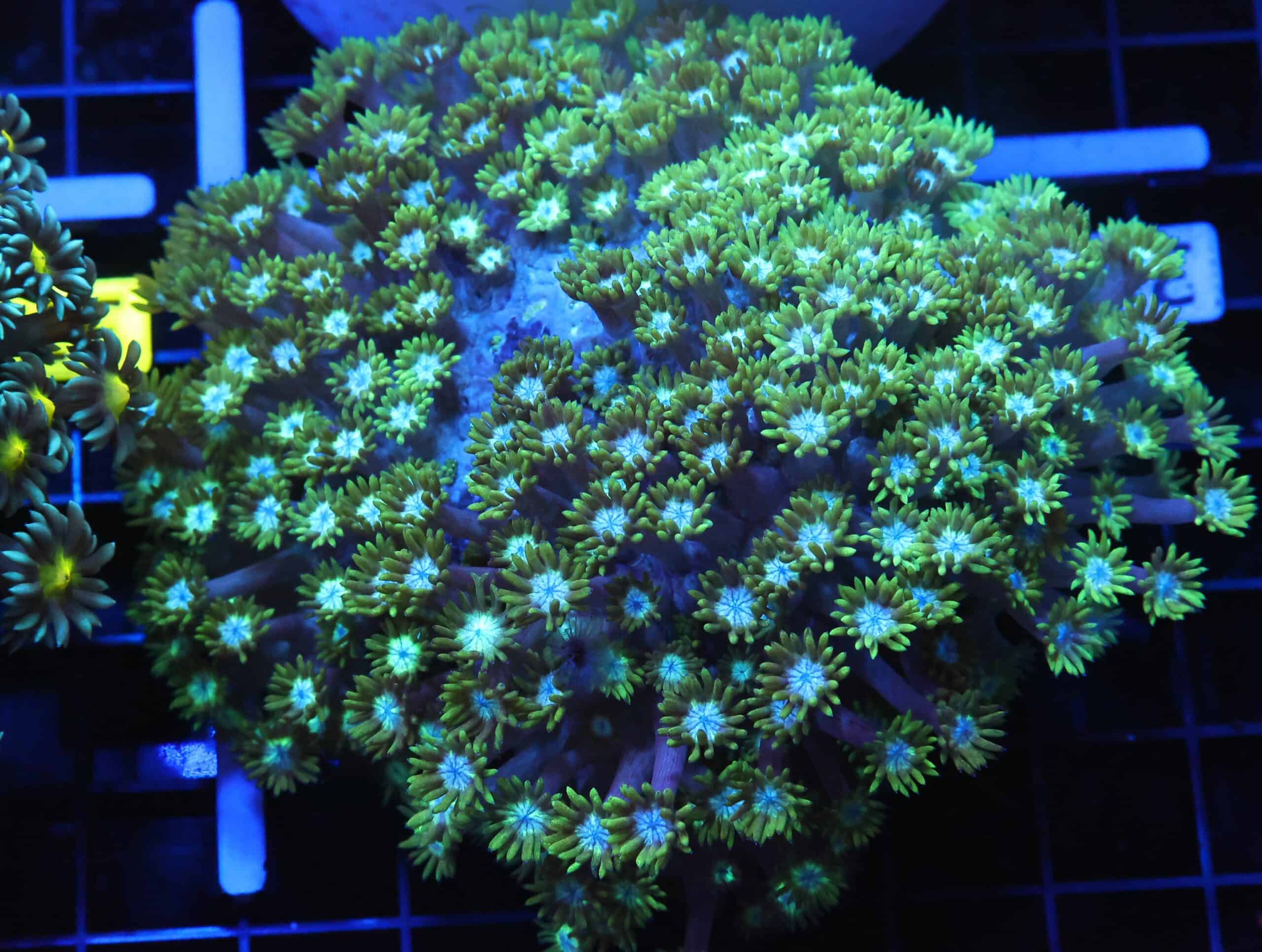 B36 -INDO TOXIC GREEN GONIOPORA