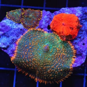 B39 -ECLECTUS RHODACTIS COMBO MUSHROOM ROCK