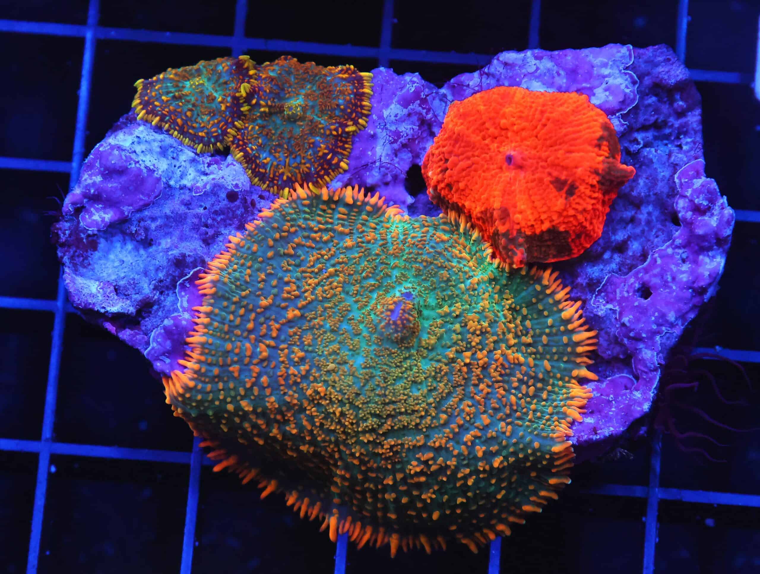 B39 -ECLECTUS RHODACTIS COMBO MUSHROOM ROCK