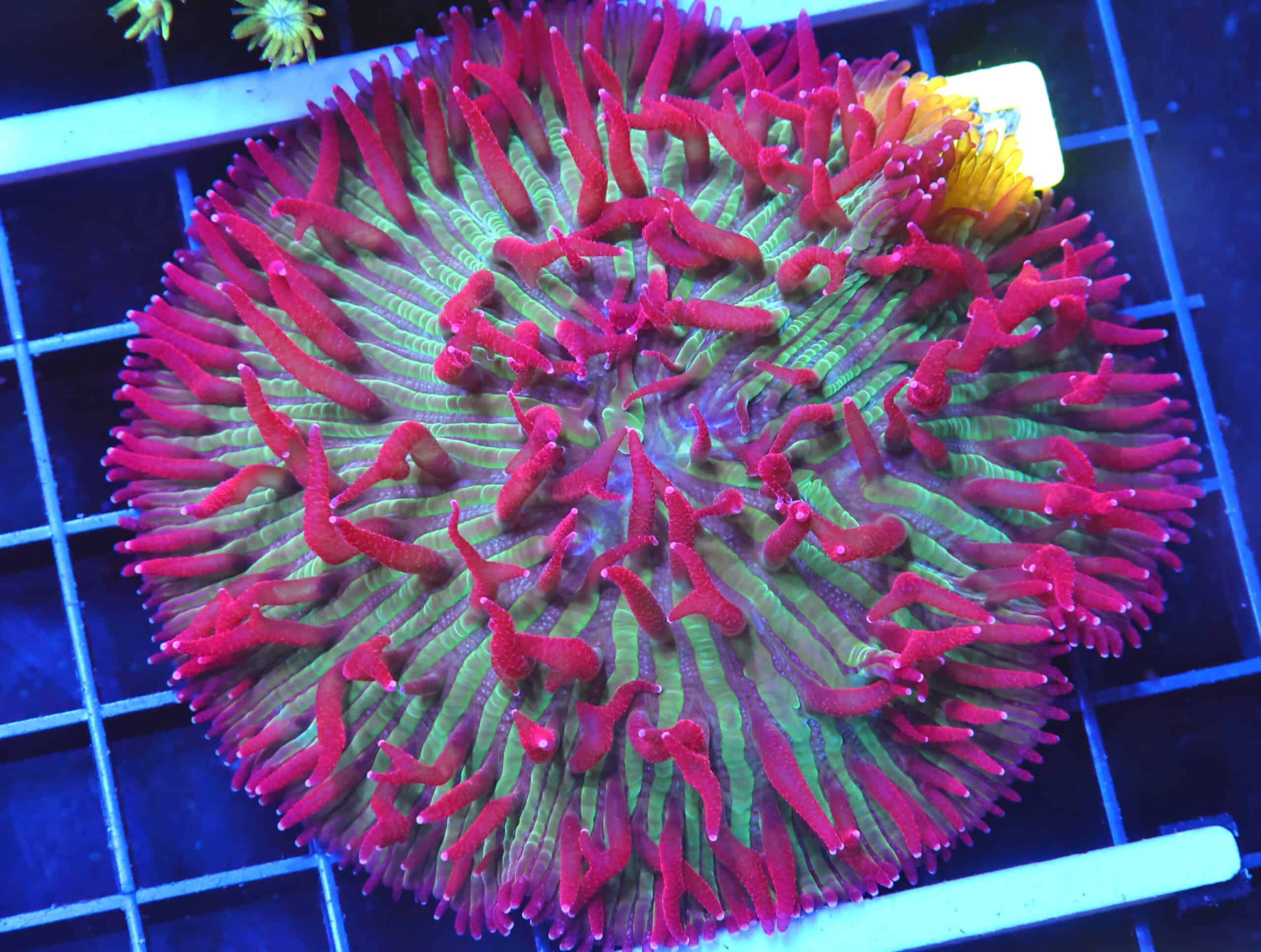 B41 -INDO WATERMELON JOLLY RANCHER DIASERIS