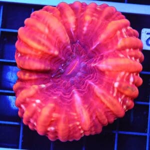 B42 -INDO RED HOT CYNARINA