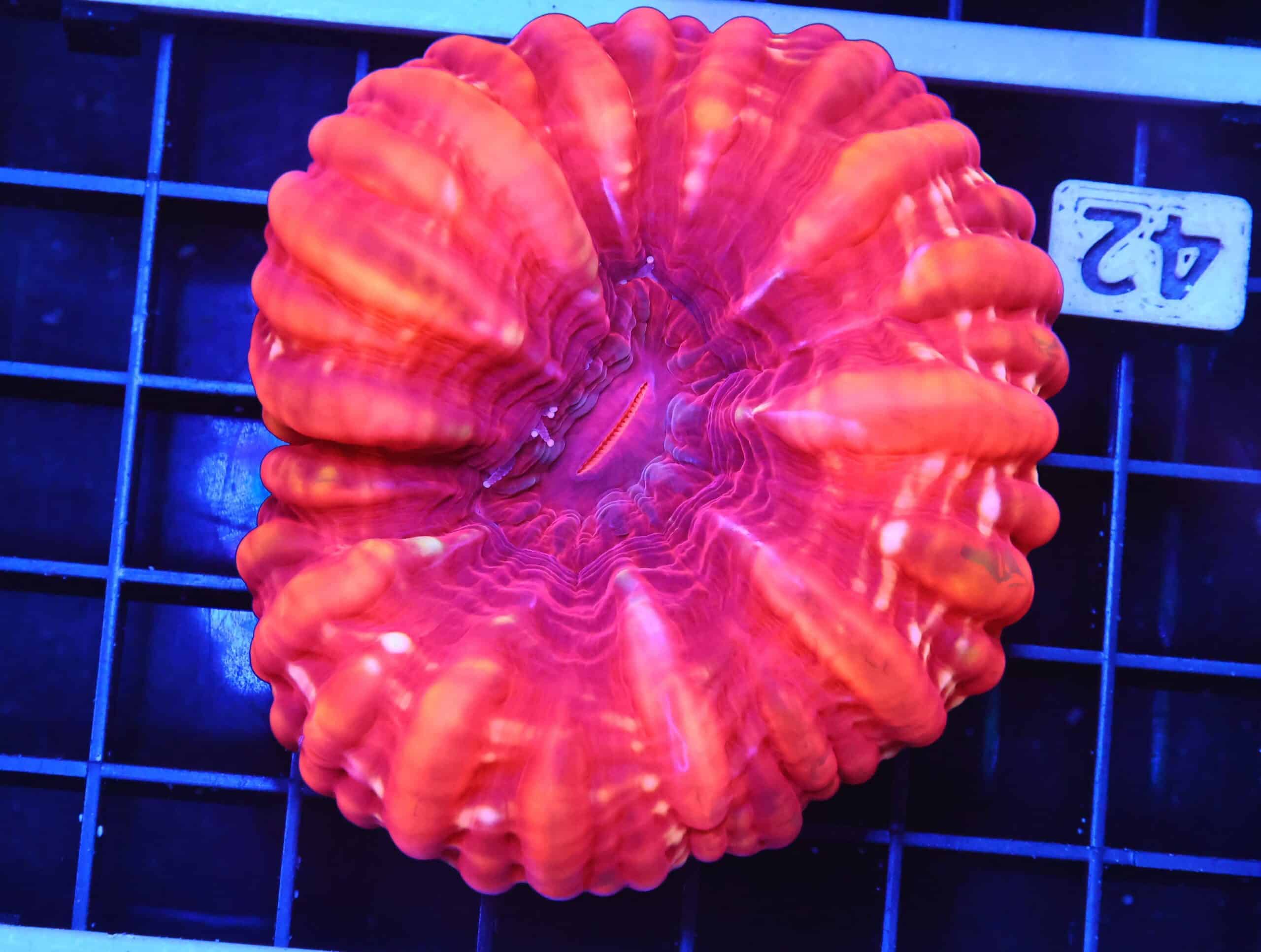 B42 -INDO RED HOT CYNARINA