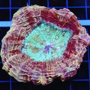 B44 -MALAYSIAN MYSTIC MAROON ACANTHOPHYLLIA