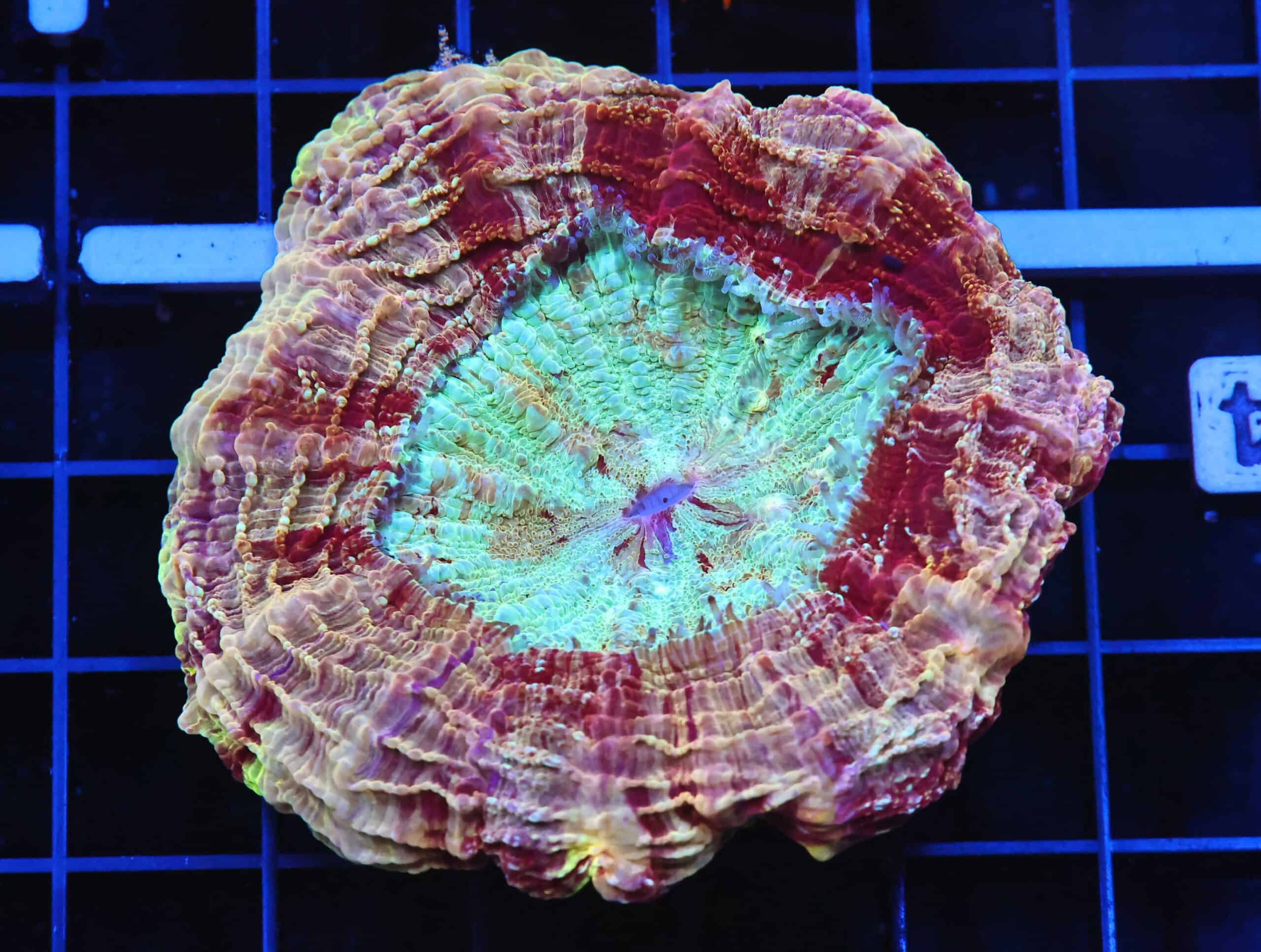 B44 -MALAYSIAN MYSTIC MAROON ACANTHOPHYLLIA