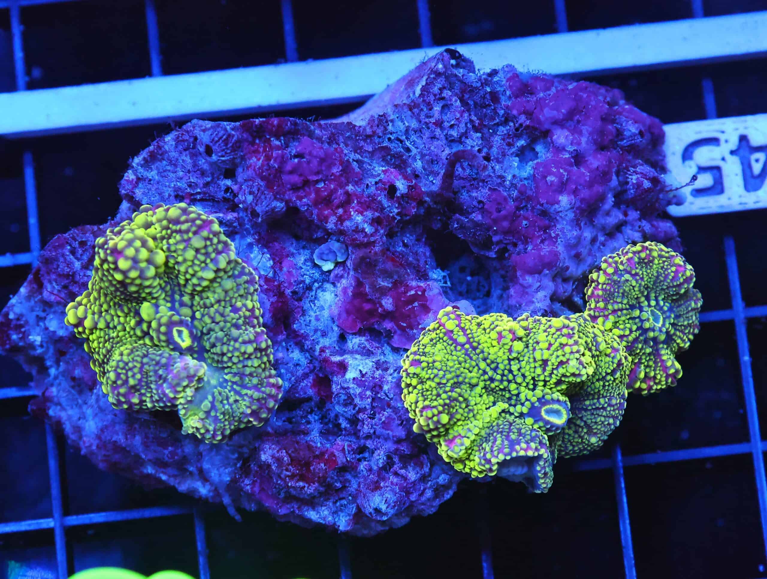 B45 -RADIOACTIVE JOKER RICORDEA MUSHROOM