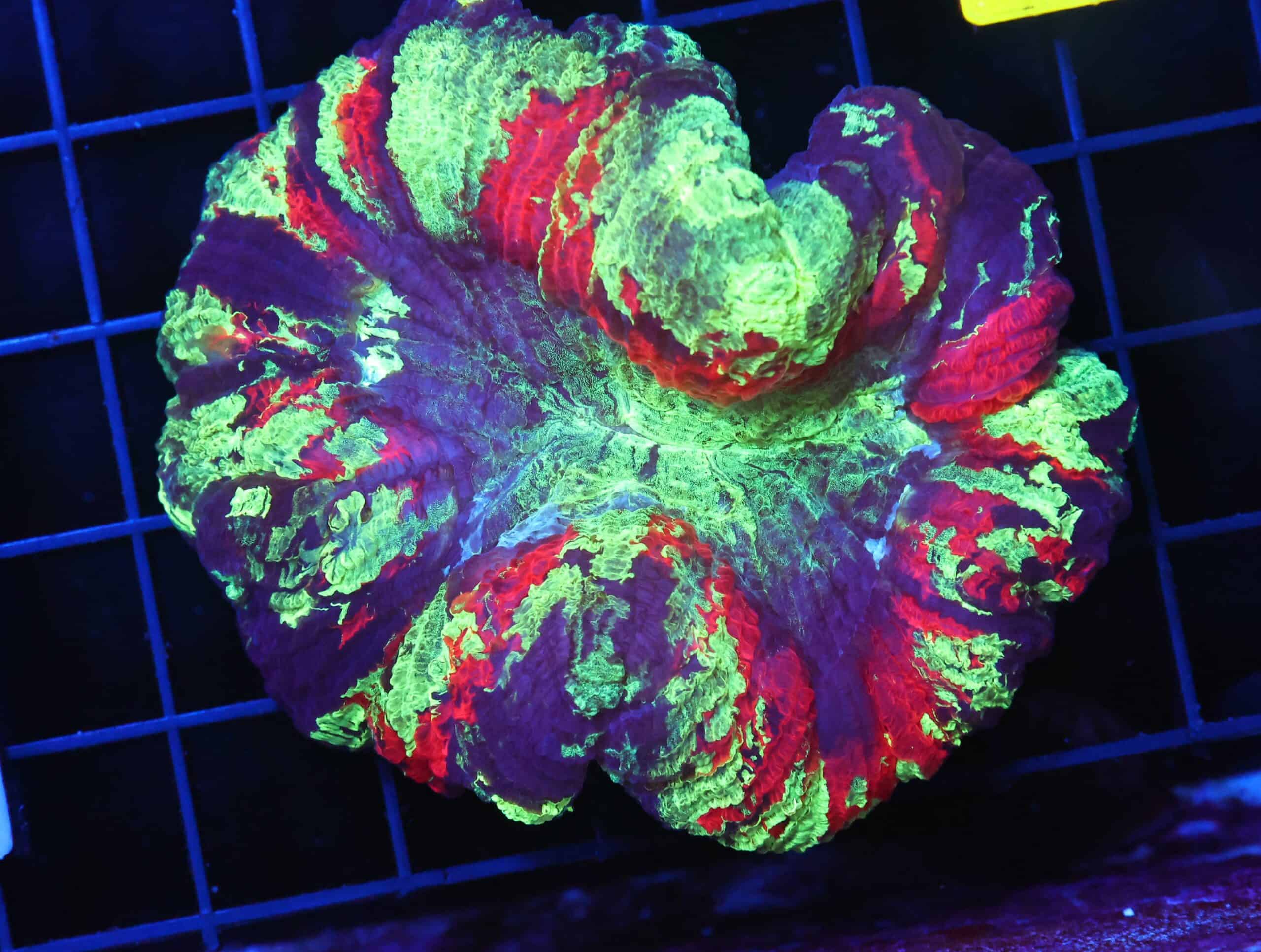 B46 -INDO NUCLEAR BLAST TRACHY