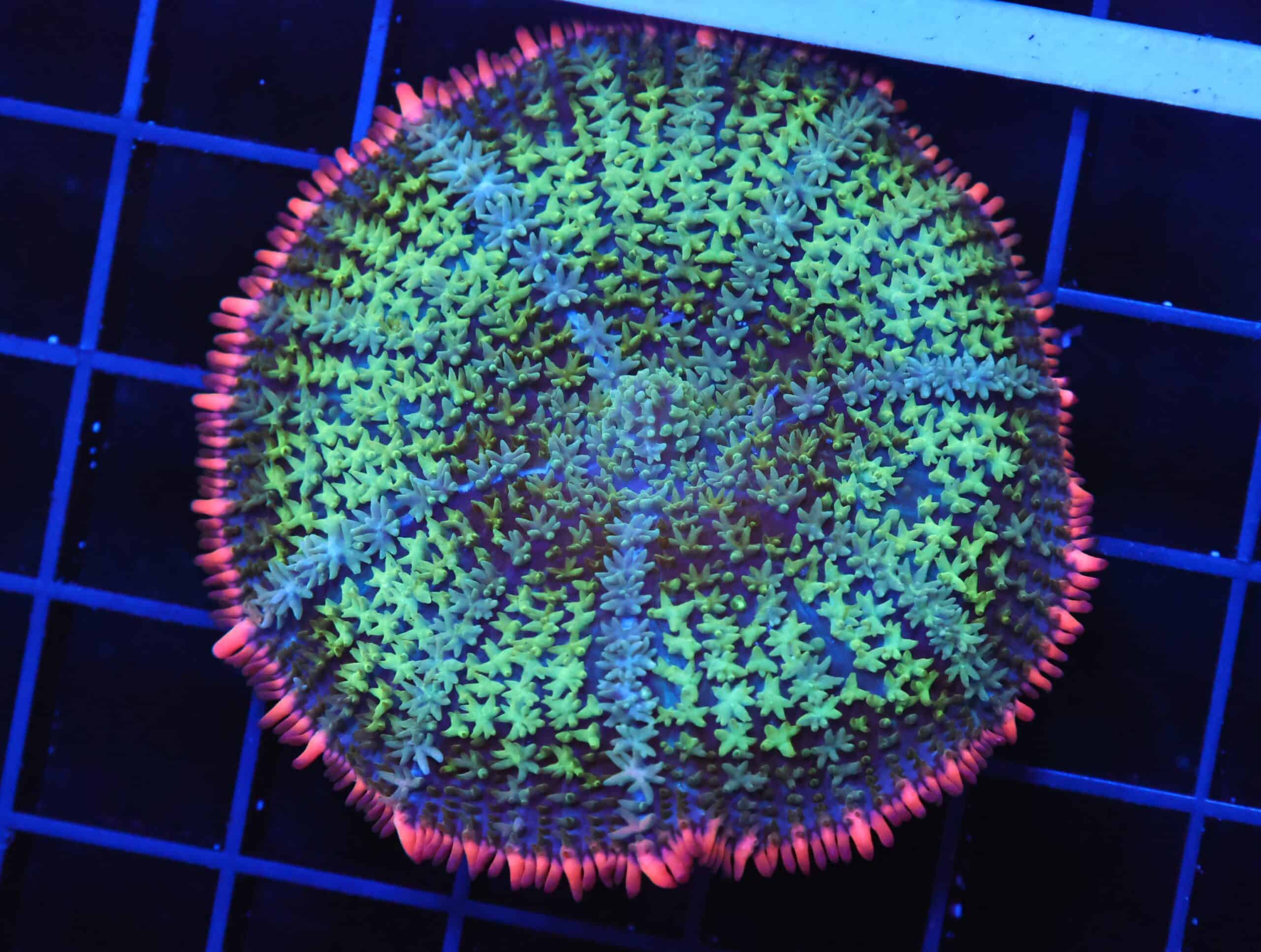 B47 -FRANKENSTEIN CARPET RHODACTIS MUSHROOM