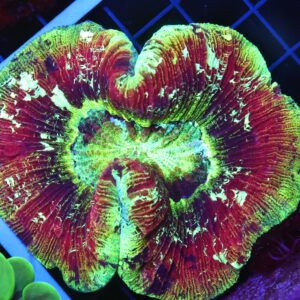 B48 -INDO ELECTRIC SUNSET TRACHY