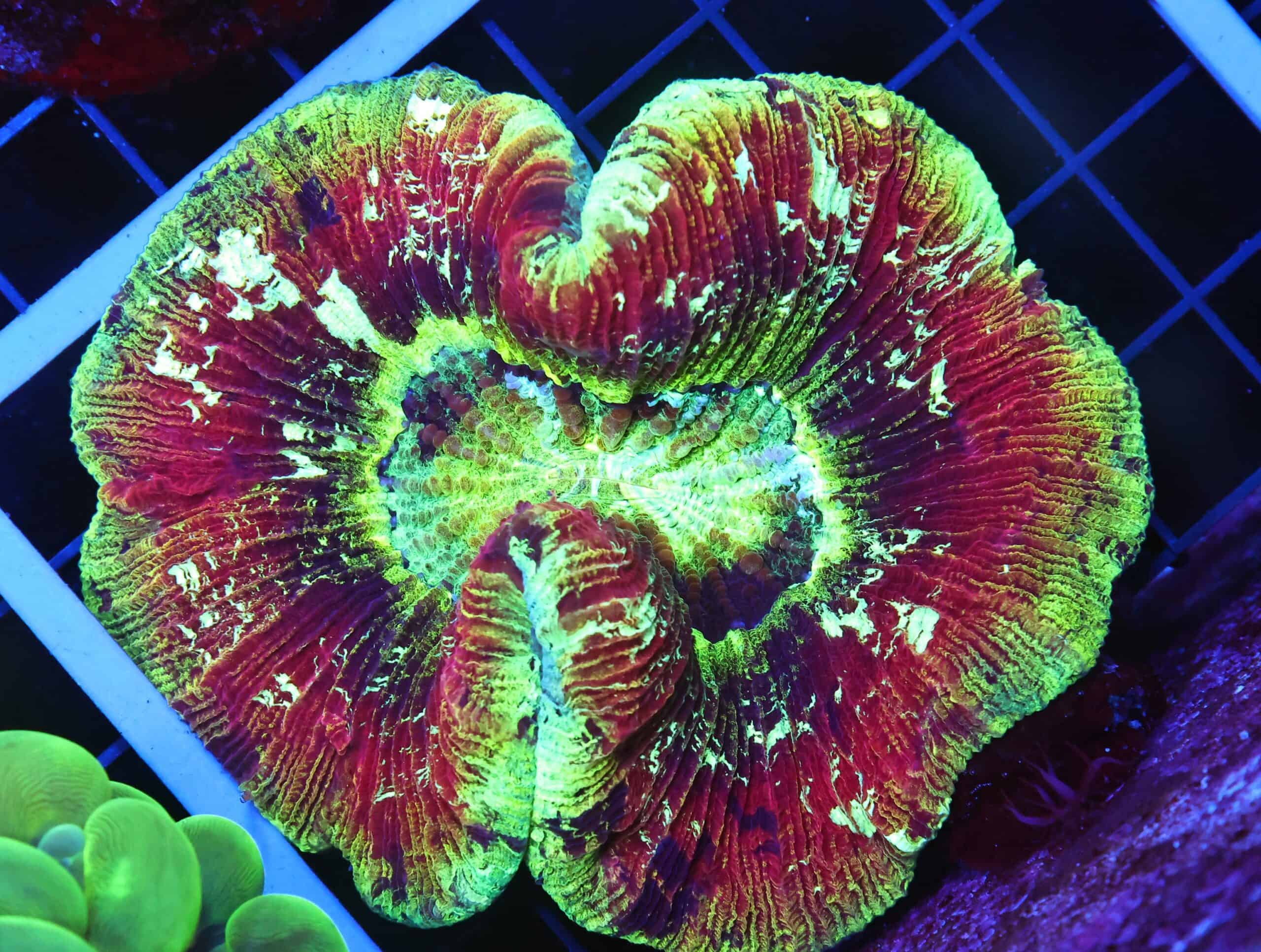 B48 -INDO ELECTRIC SUNSET TRACHY