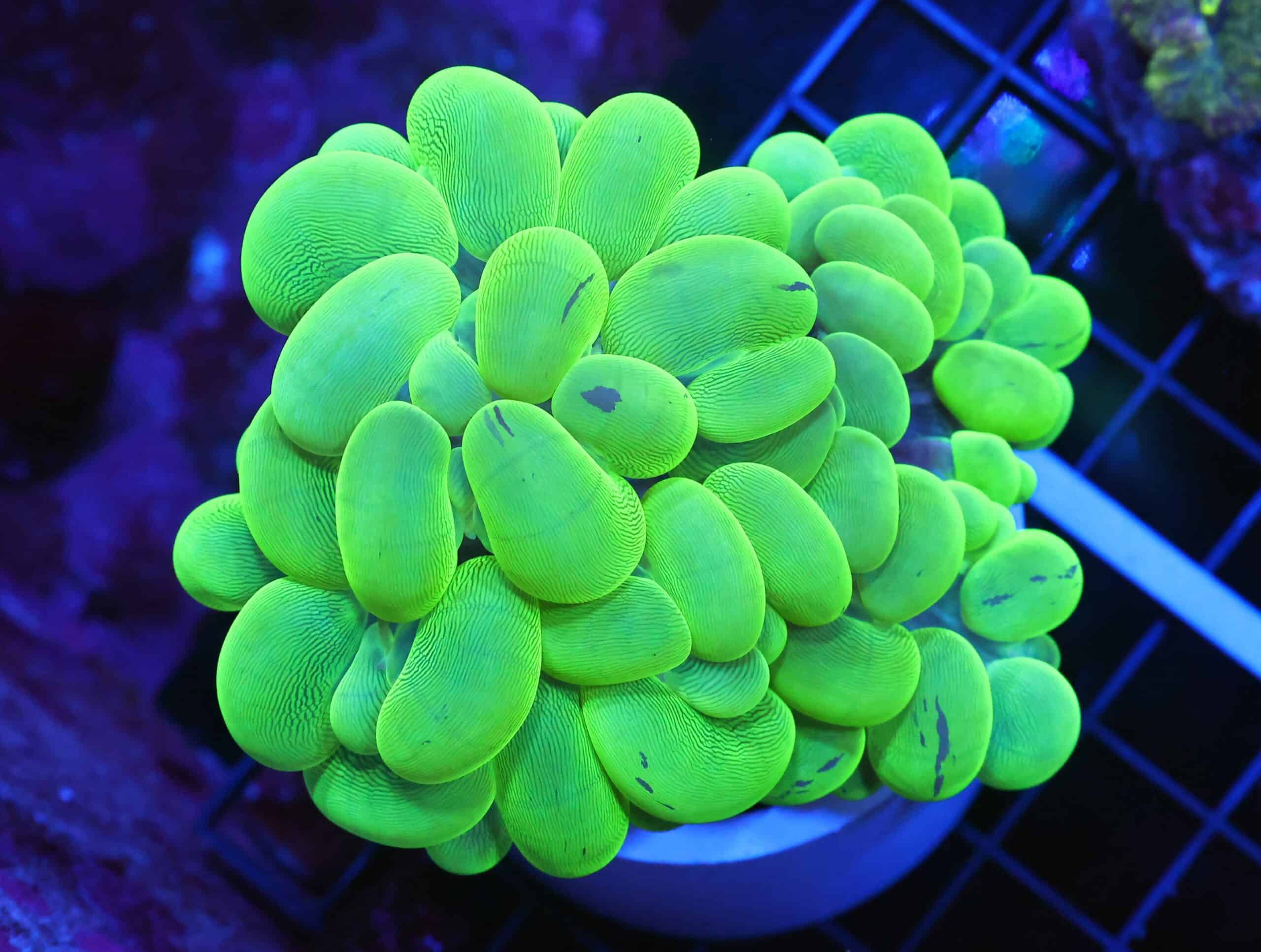B50 -INDO RADIOACTIVE BUBBLE CORAL