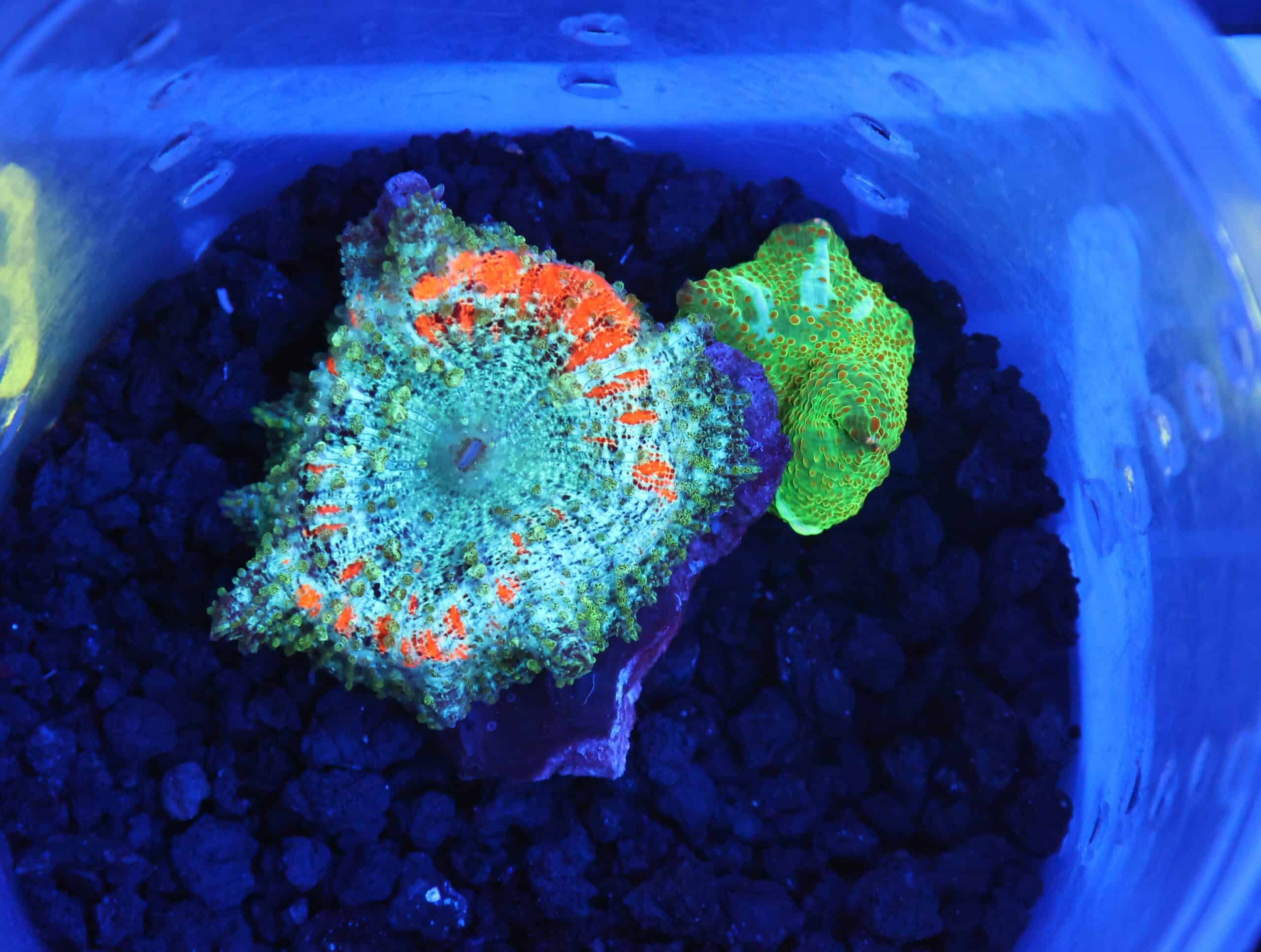 B53 -2PK ULTRA DISCO MUSHROOM