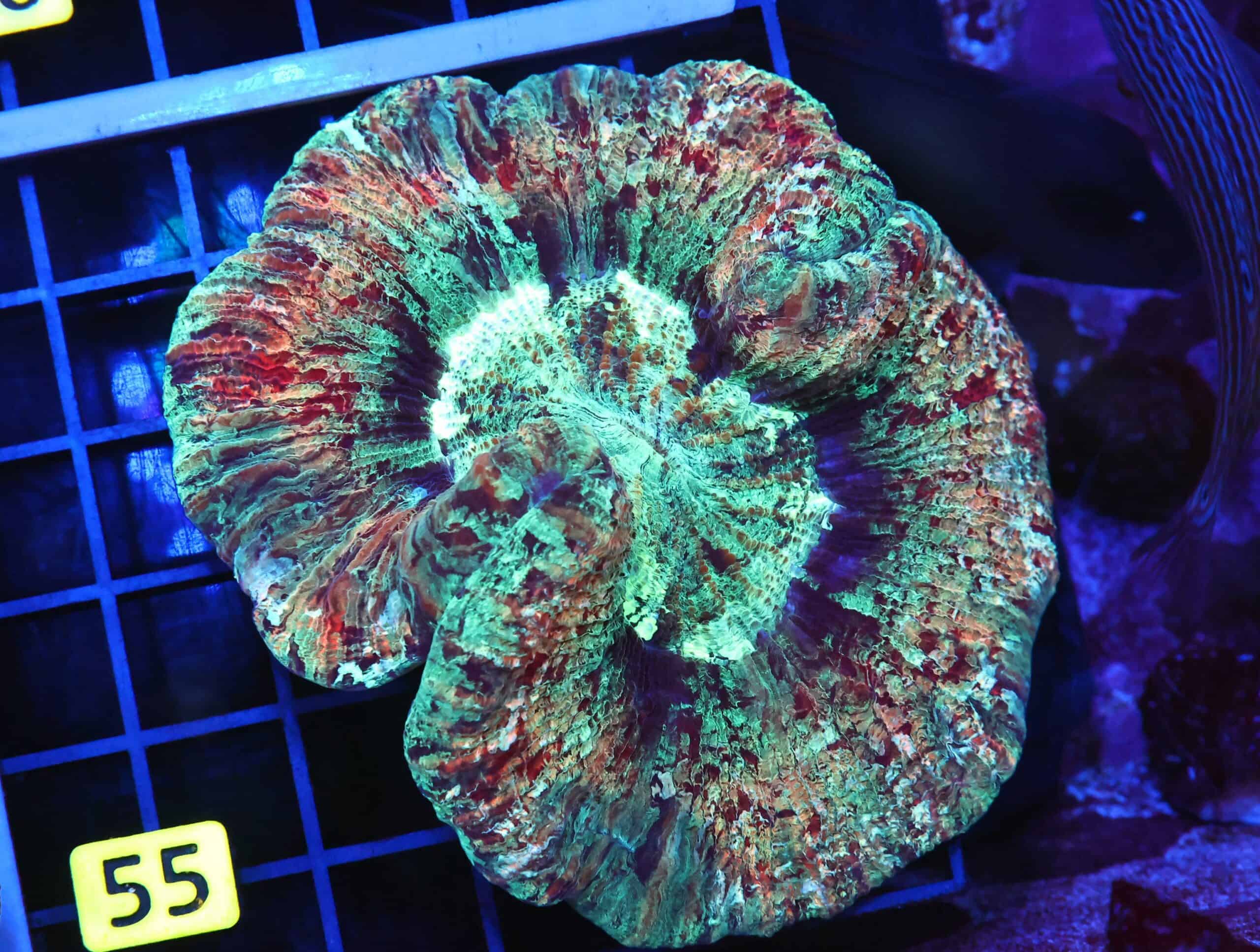 B55 -INDO PINK SPLATTER TRACHY