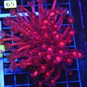 B60 -INDO CHERRY BLOSSOM GONIOPORA