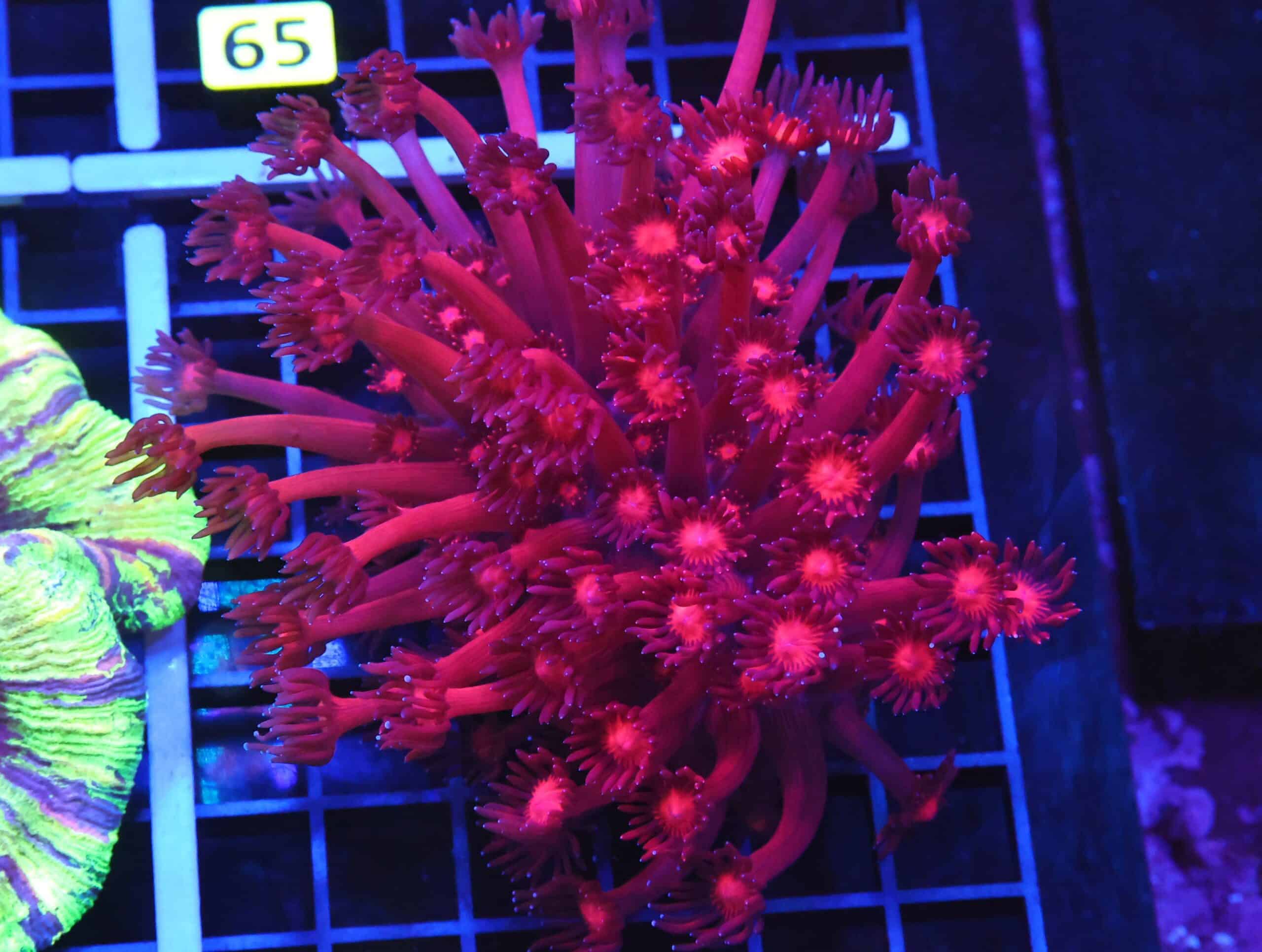 B60 -INDO CHERRY BLOSSOM GONIOPORA