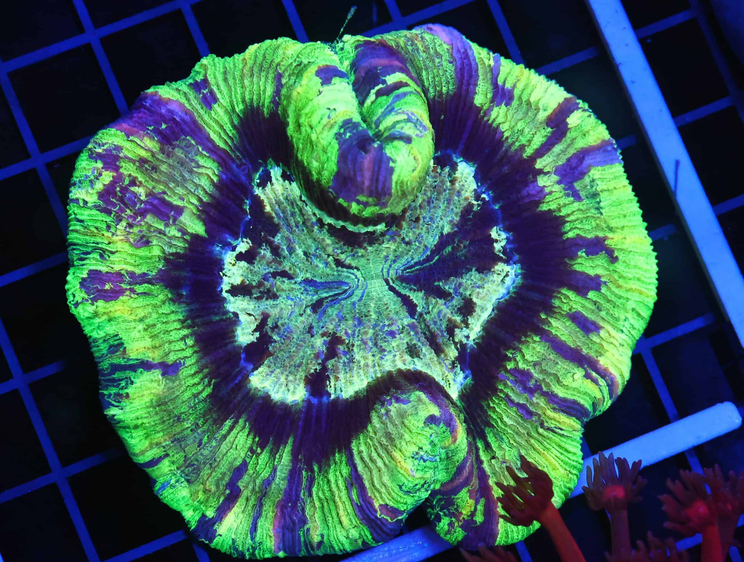 B59 -INDO MONSTERS INC TRACHY