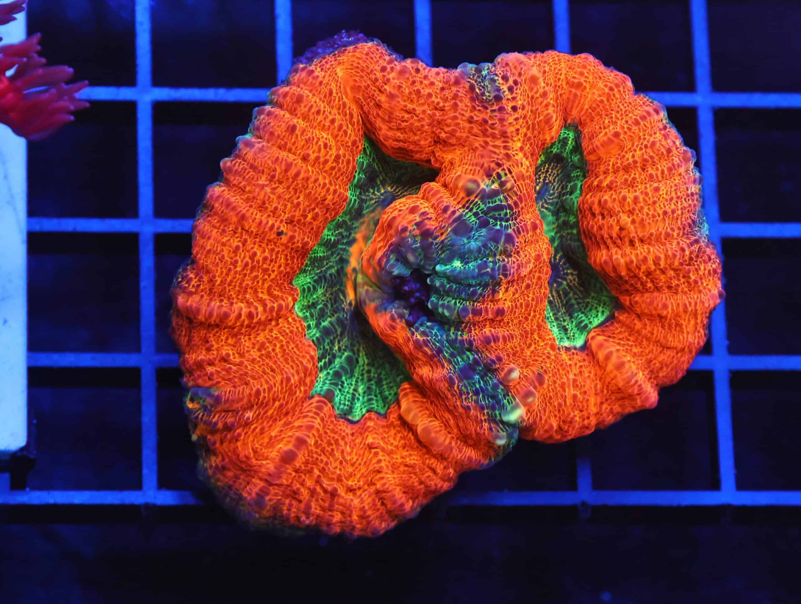 B65 -AUSSIE GOLD RUSH LOBO