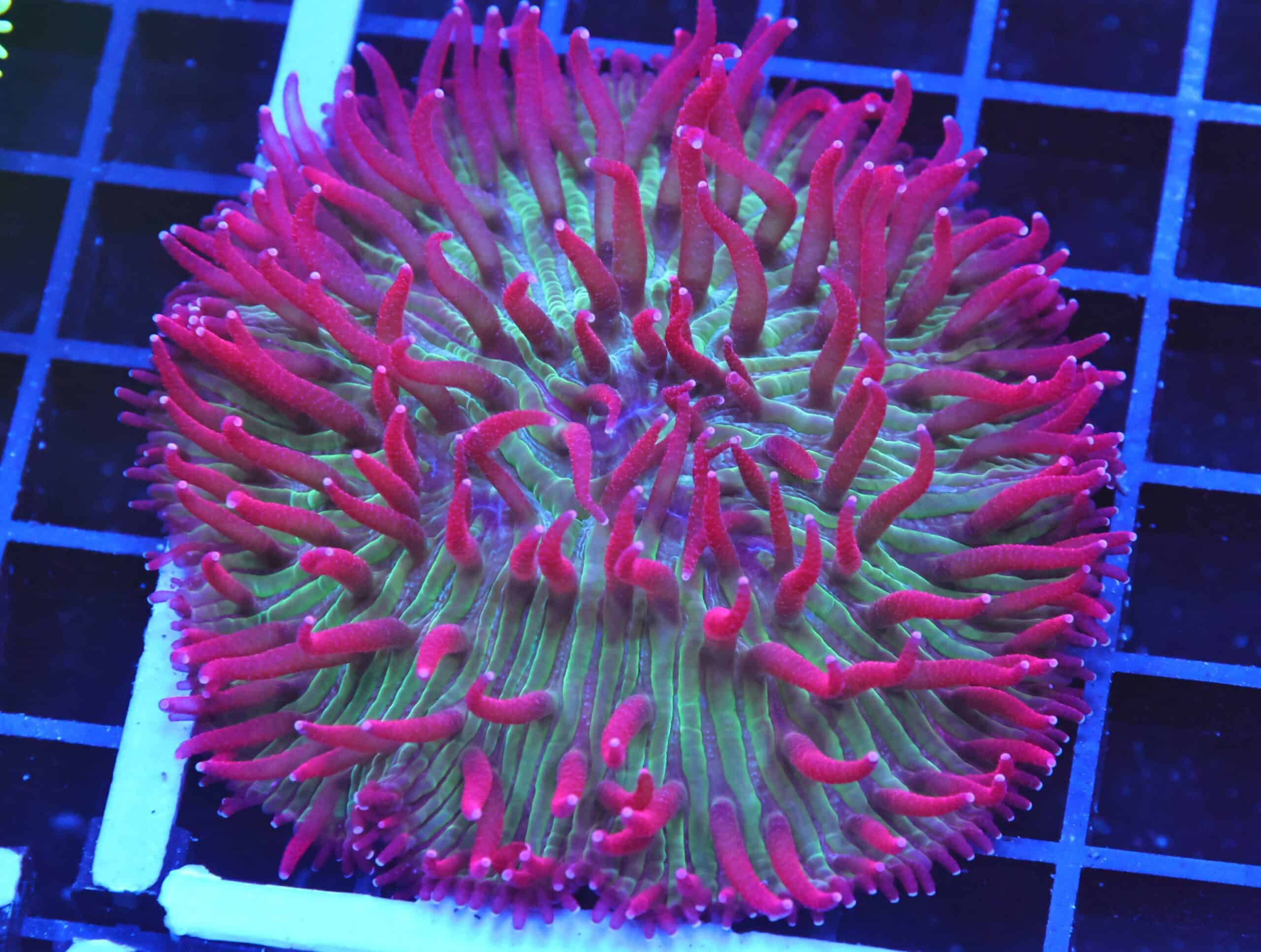 B71 -INDO WATERMELON JOLLY RANCHER DIASERIS