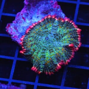 B73 -FRANKENSTEIN CARPET RHODACTIS MUSHROOM