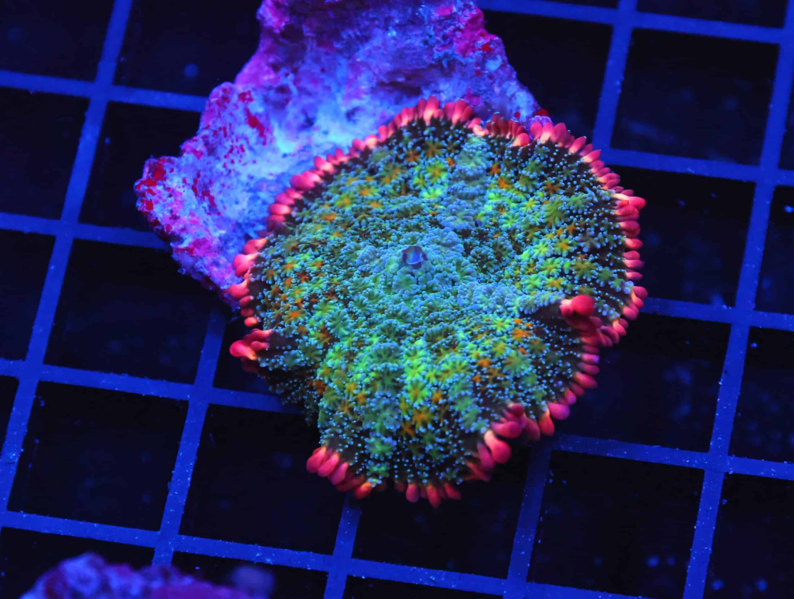 B73 -FRANKENSTEIN CARPET RHODACTIS MUSHROOM