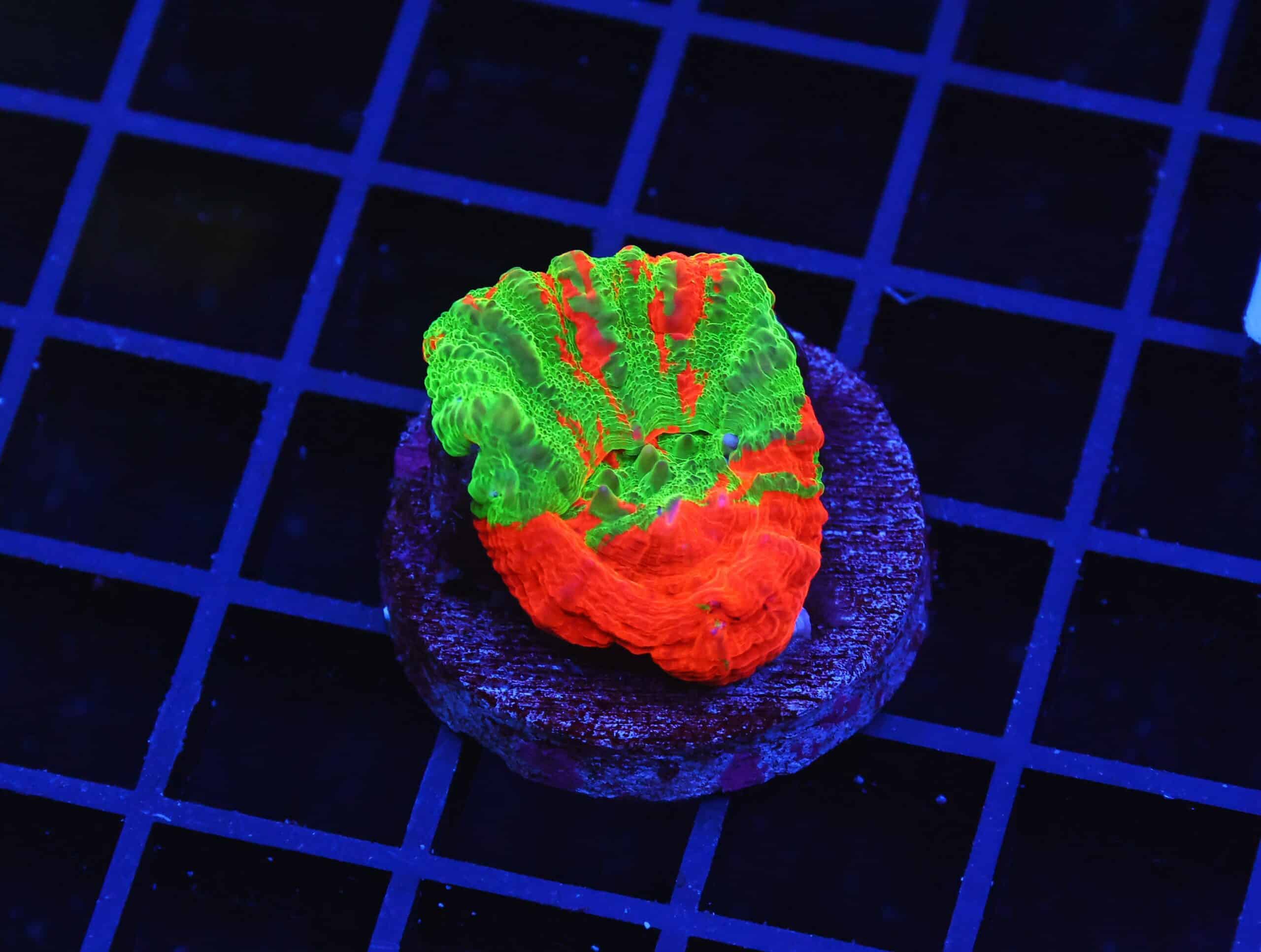 B74 -AUSSIE BLEEDING APPLE SCOLYMIA AUSTRALIS CULTURED