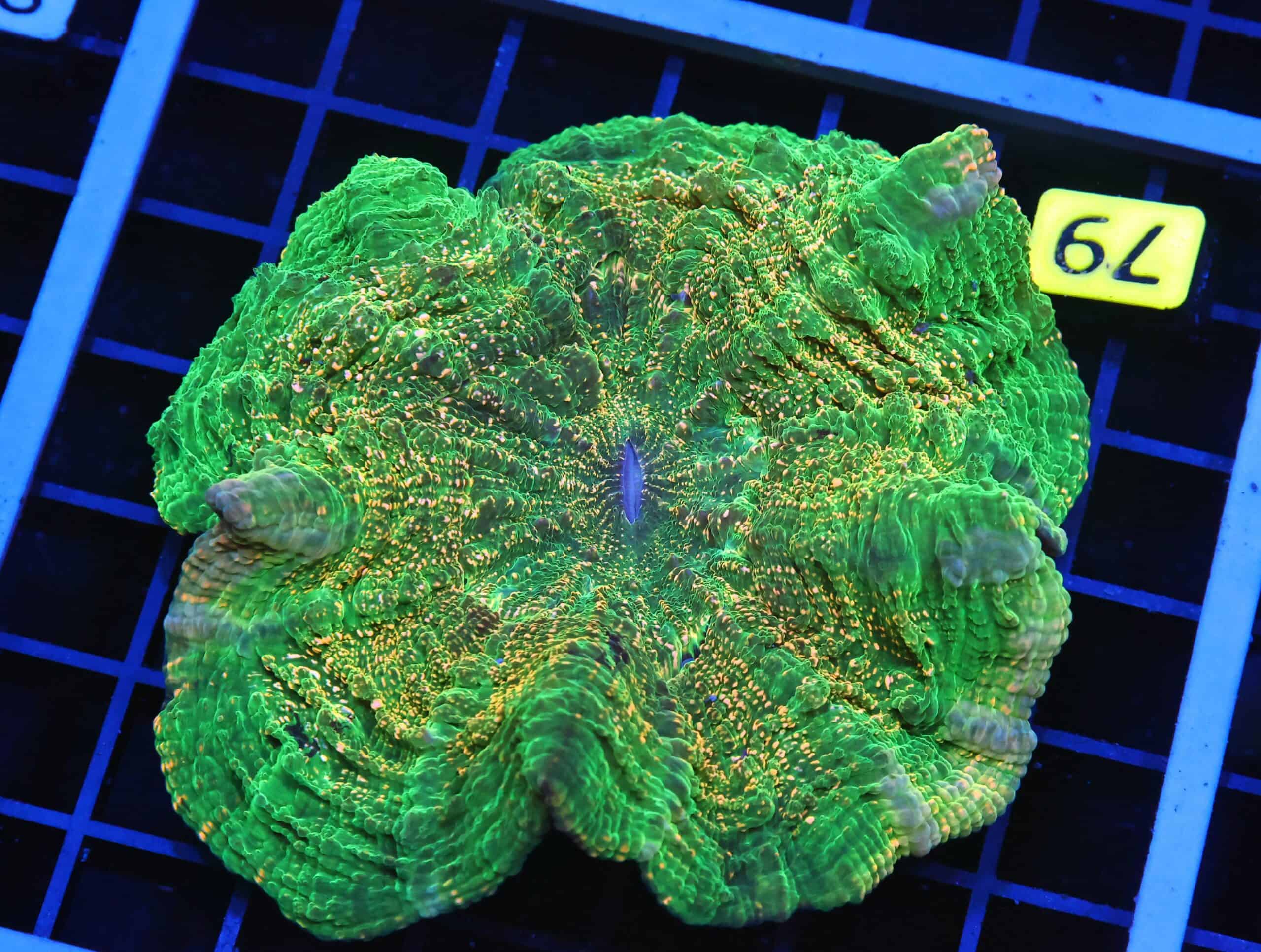 B79 -INDO EMERALD CITY ACANTHOPHYLLIA