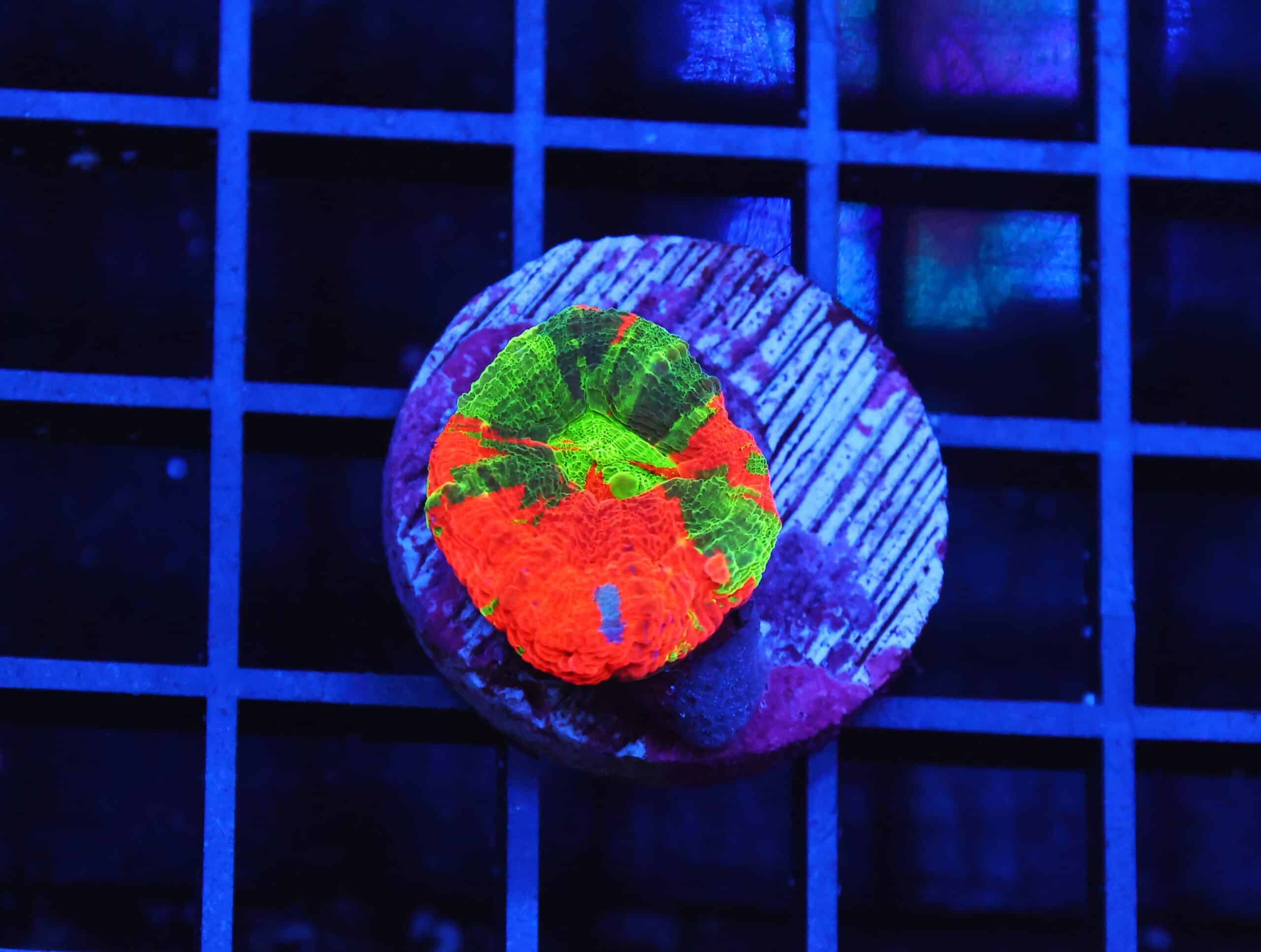 B82 -AUSSIE BLEEDING APPLE SCOLYMIA AUSTRALIS CULTURED