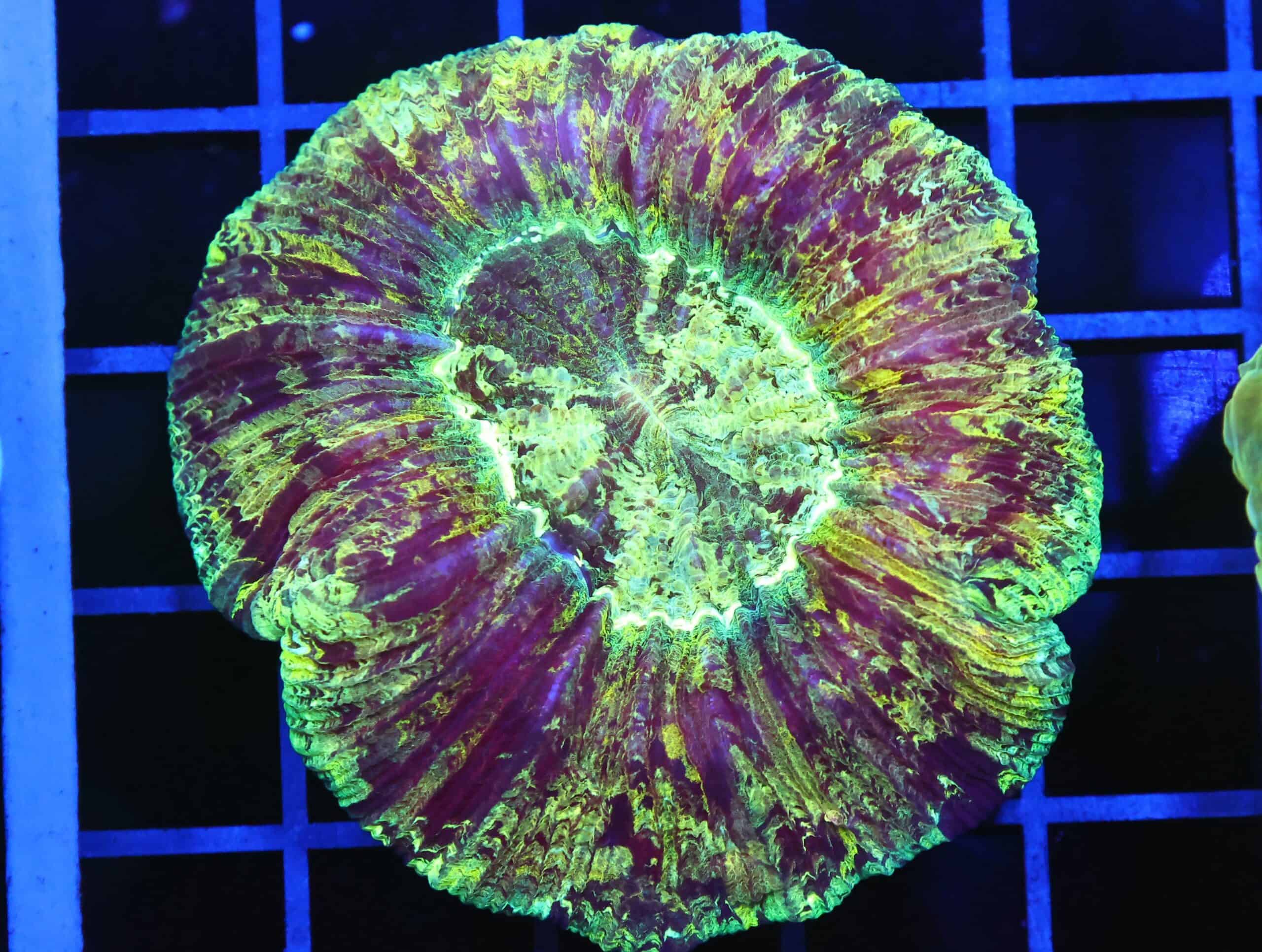 B87 -INDO ELECTRIC SHOCK TRACHY