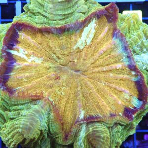 B86 -INDO POT OF GOLD ACANTHOPHYLLIA