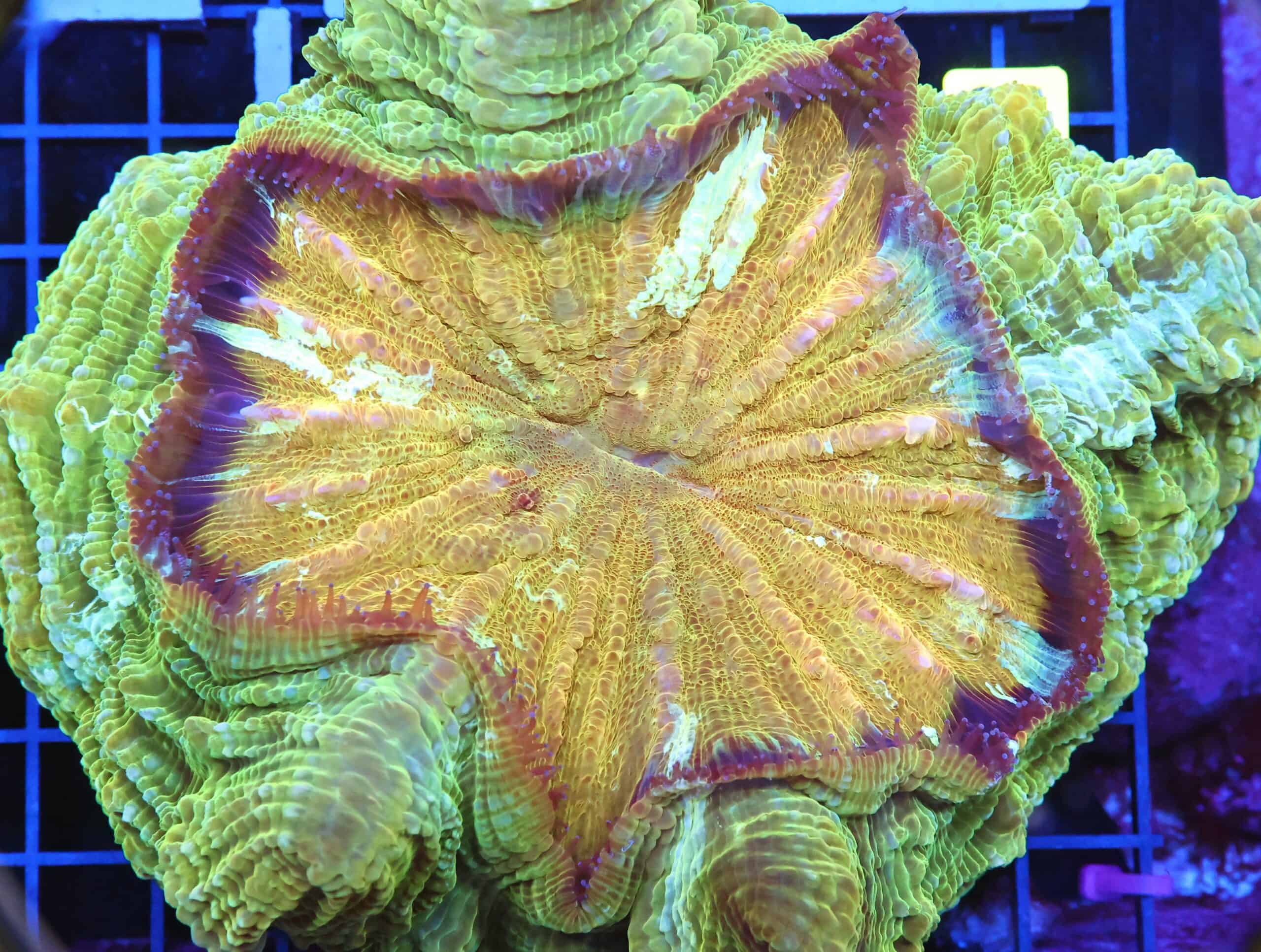 B86 -INDO POT OF GOLD ACANTHOPHYLLIA