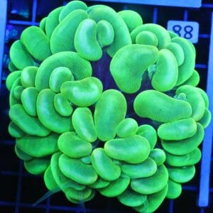 B88 -INDO RADIOACTIVE BUBBLE CORAL