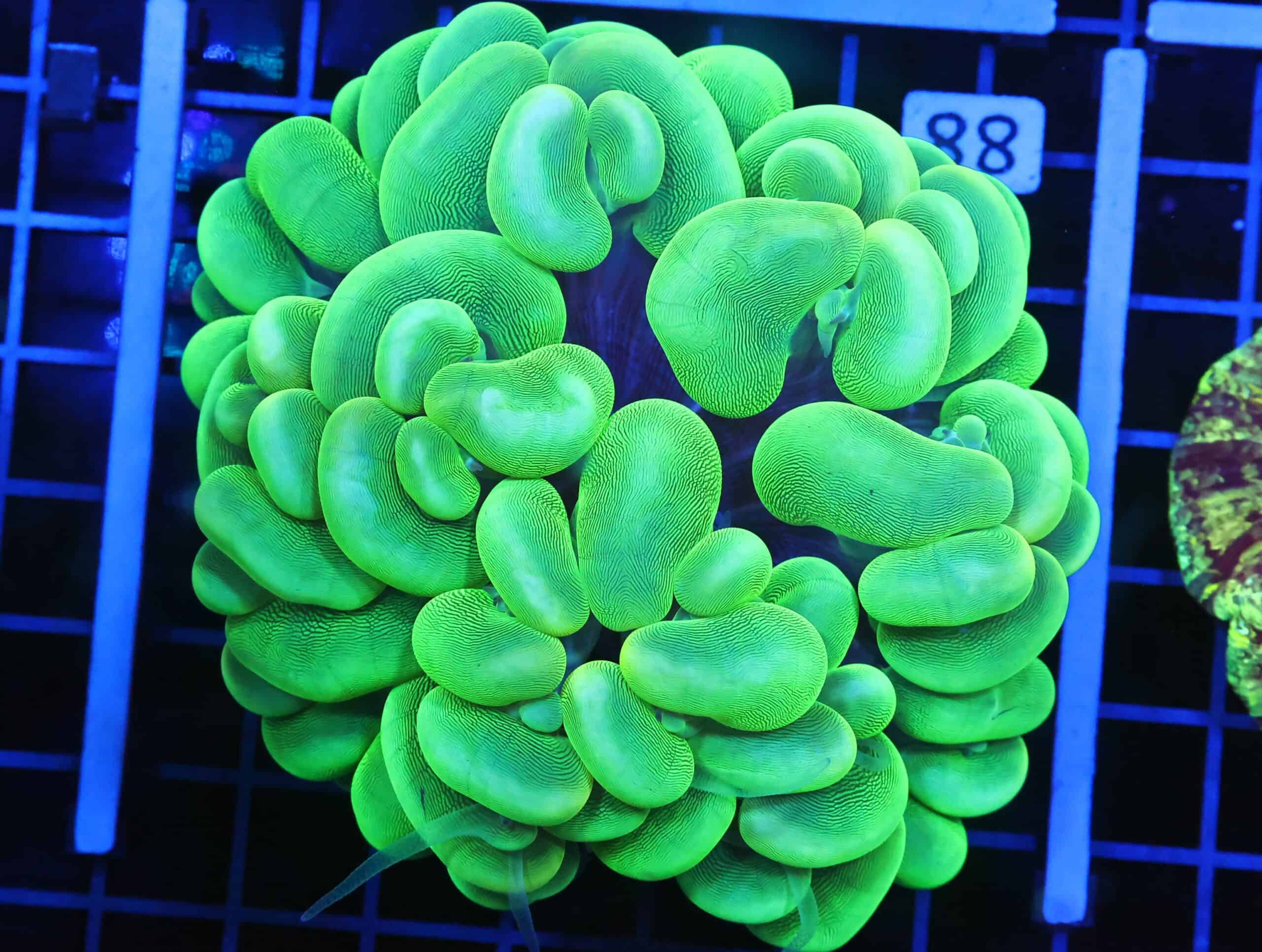 B88 -INDO RADIOACTIVE BUBBLE CORAL