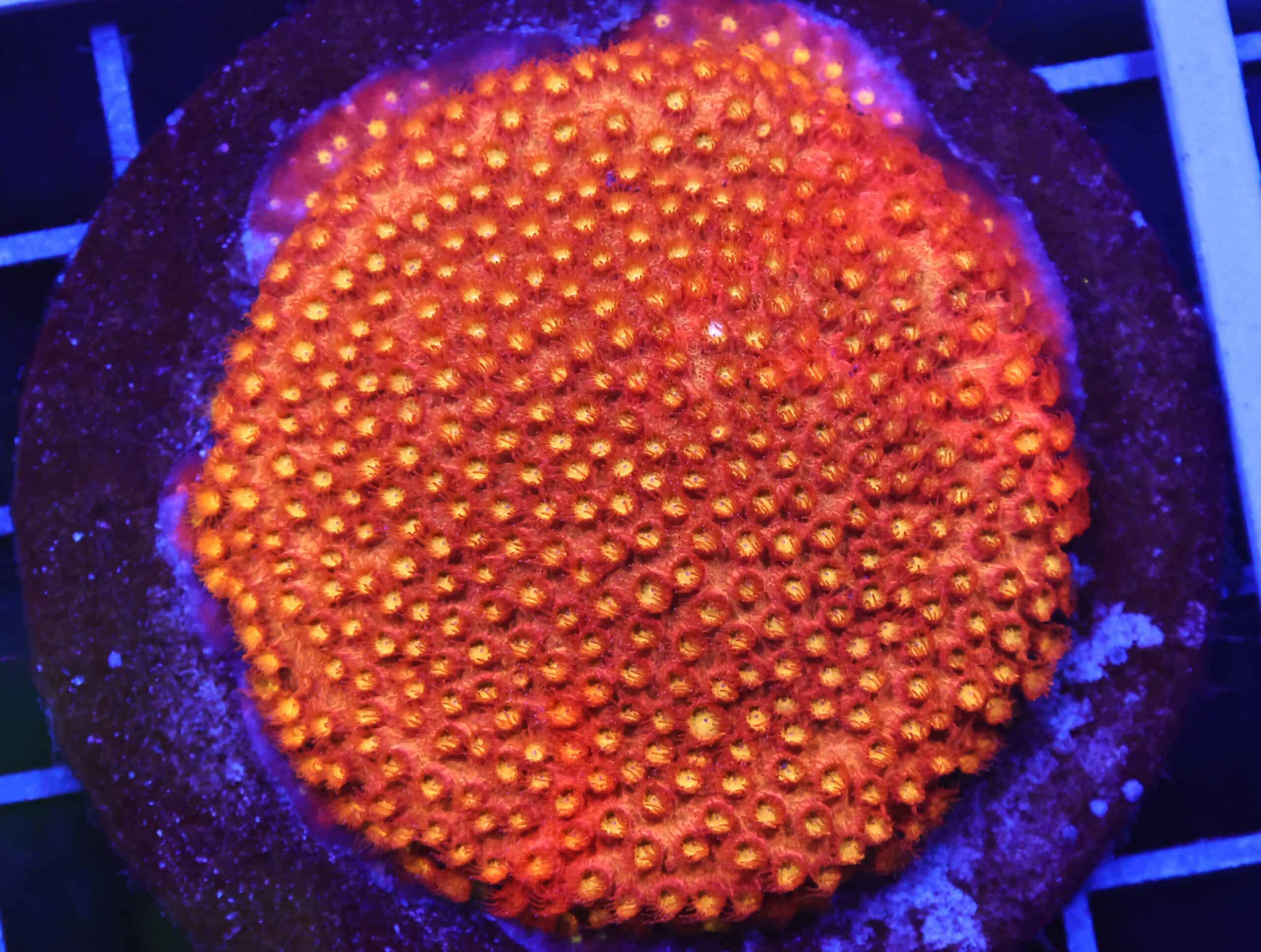 B91 -INDO GRAFTED BRIGHT ORANGE CYPHASTREA 3 INCH