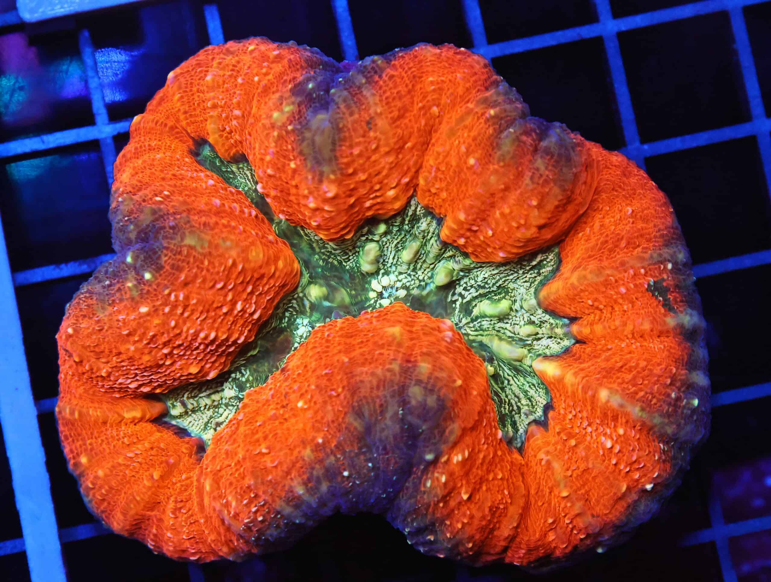 B94 -AUSSIE GOLD RUSH LOBO