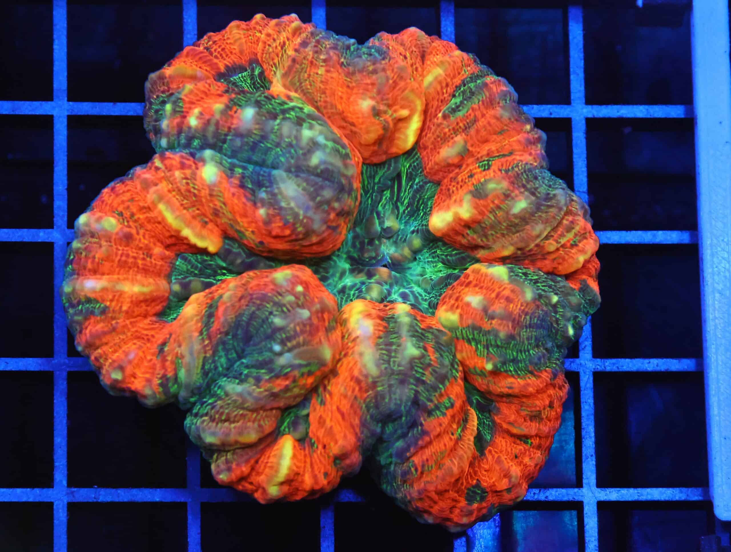 B97 -AUSSIE GOLD RUSH LOBO