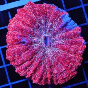 B95 -MALAYSIAN CRIMSON STARDUST ACANTHOPHYLLIA