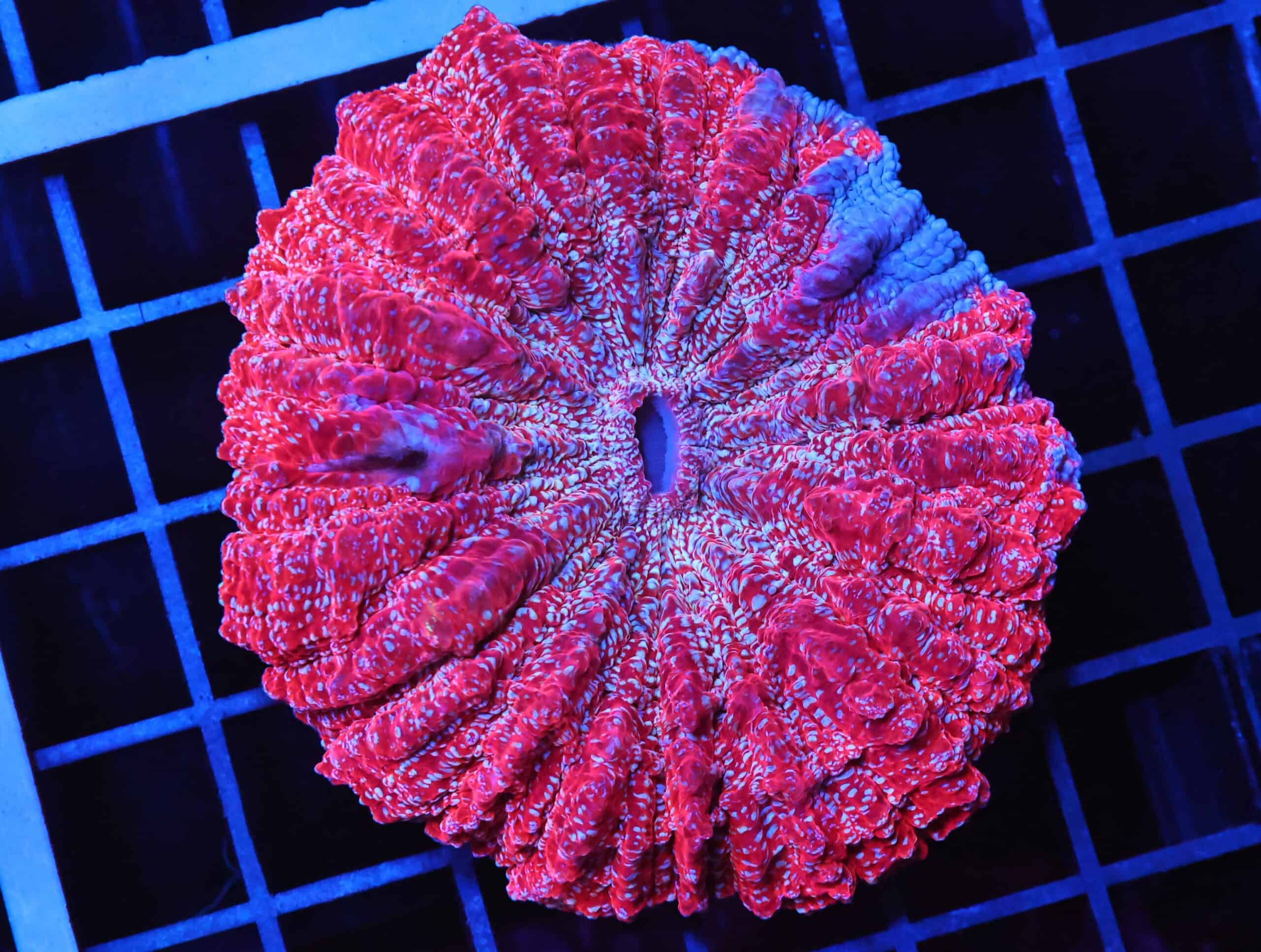 B95 -MALAYSIAN CRIMSON STARDUST ACANTHOPHYLLIA