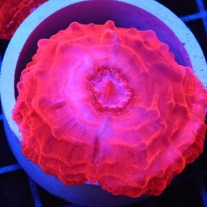 B99 -INDO RUBY RED CYNARINA