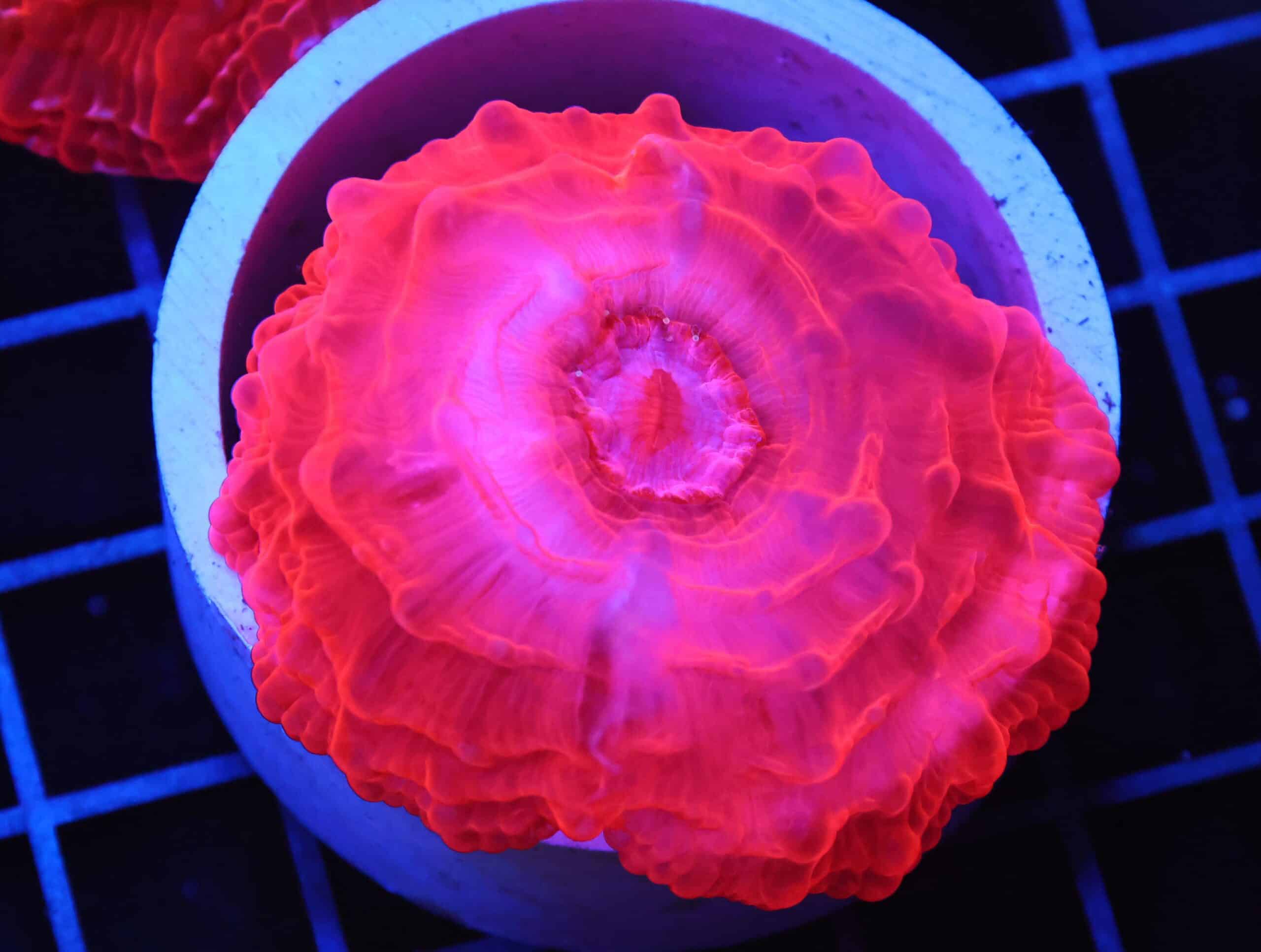 B99 -INDO RUBY RED CYNARINA