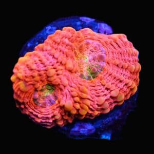 C05 - SDC ORANGE CRUSH ACAN ECHINATA