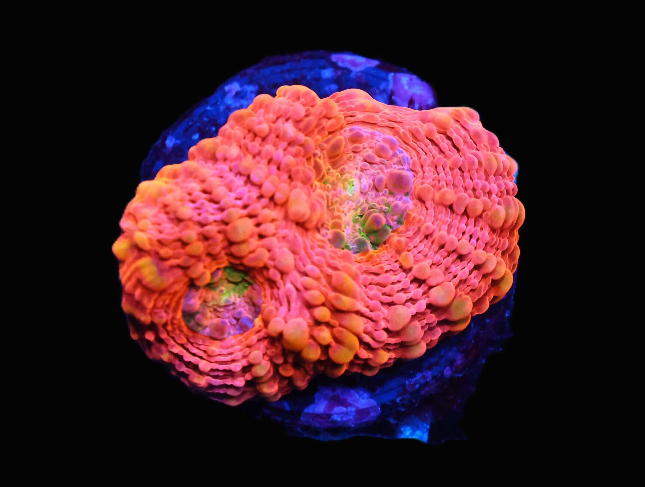 C05 - SDC ORANGE CRUSH ACAN ECHINATA